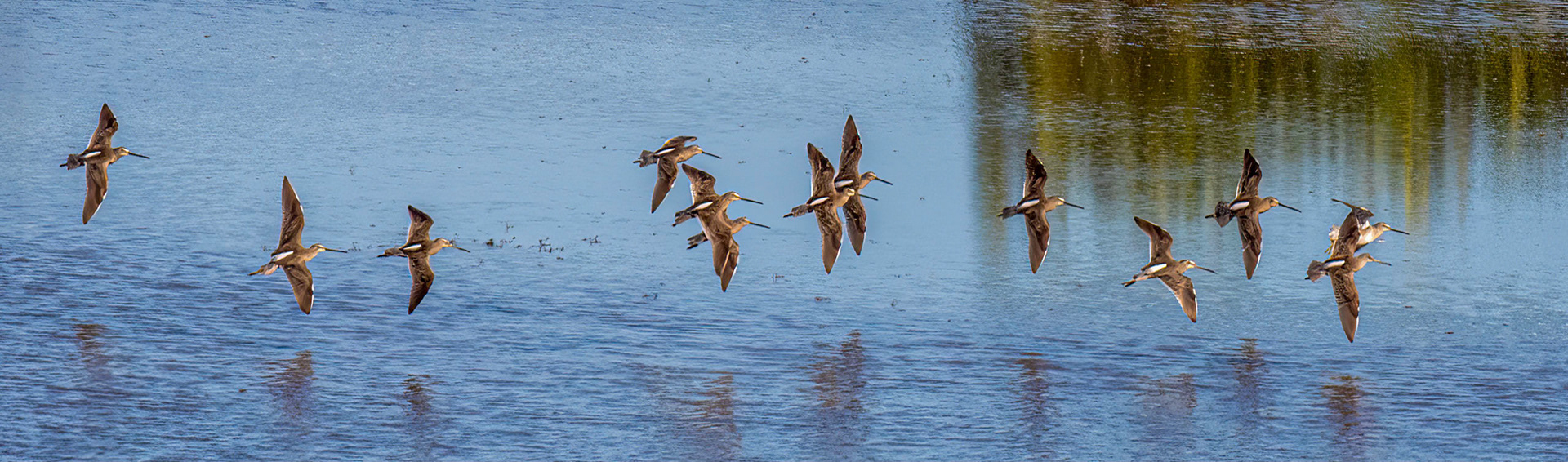 Yellowlegs