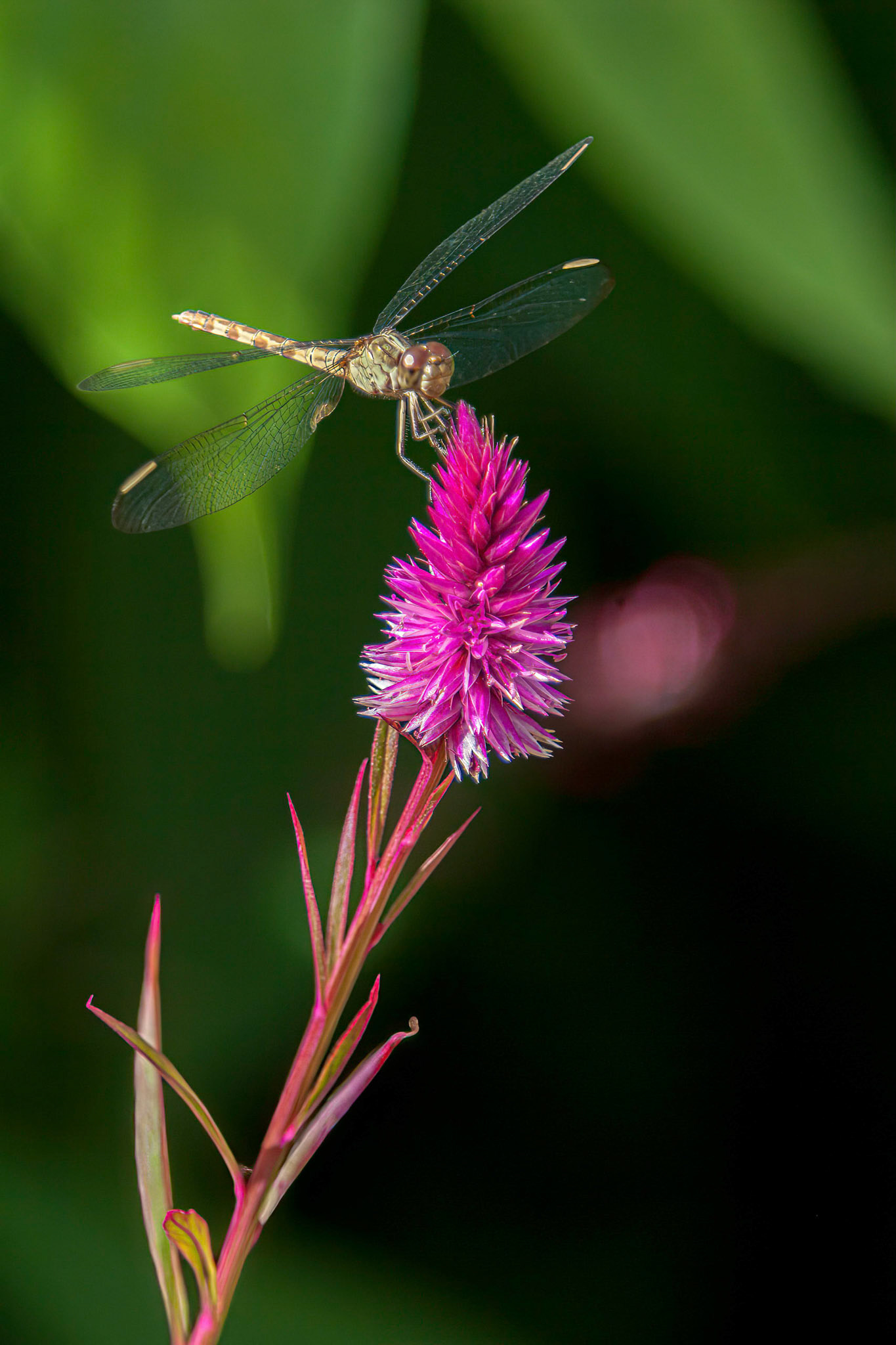 Orange Meadowhawk Dragonfly