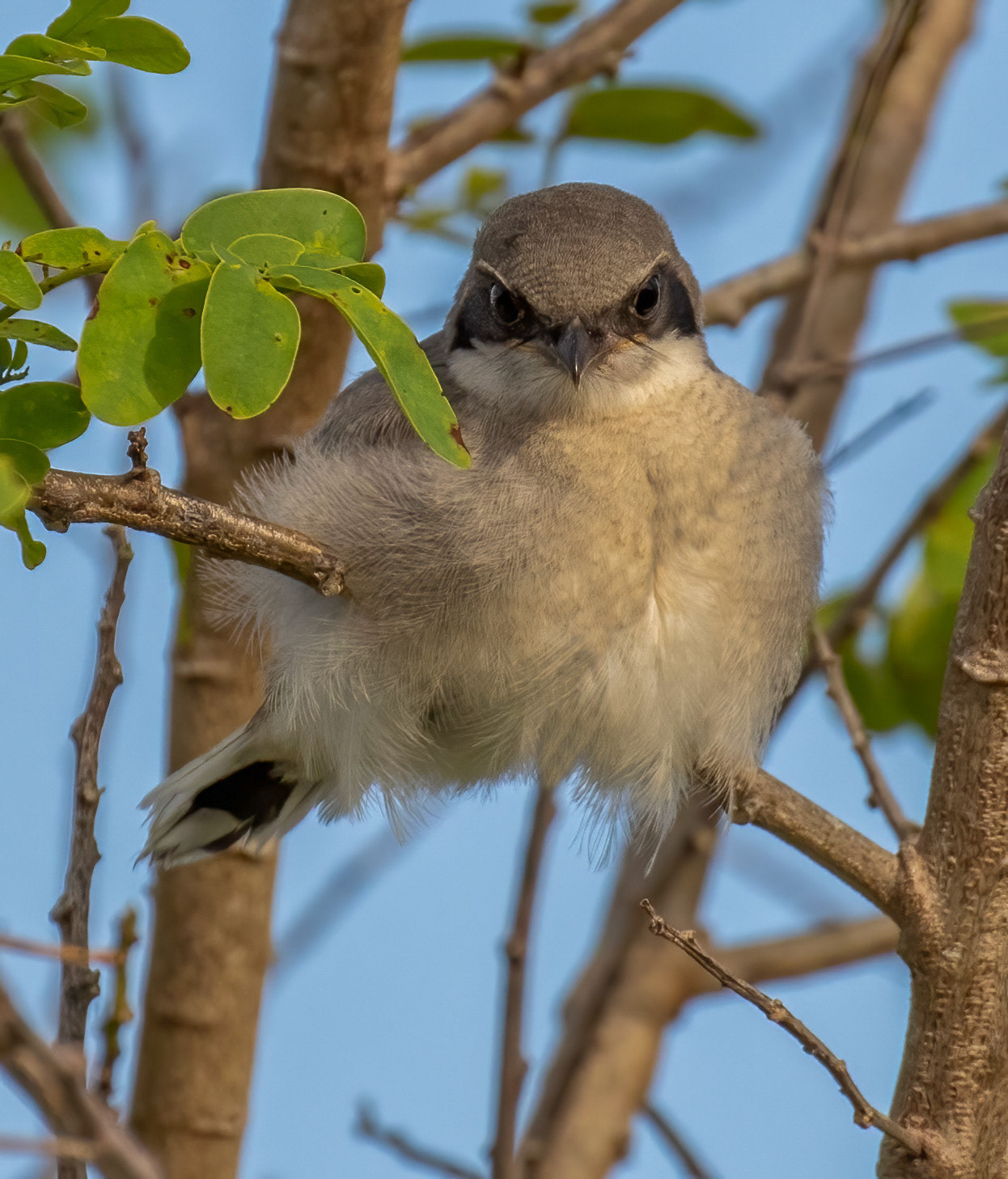 Northern Shrike - Immature