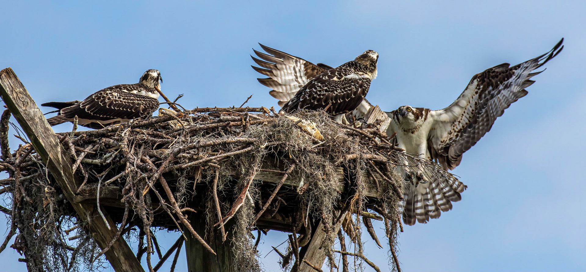 The first juvenile to fledge