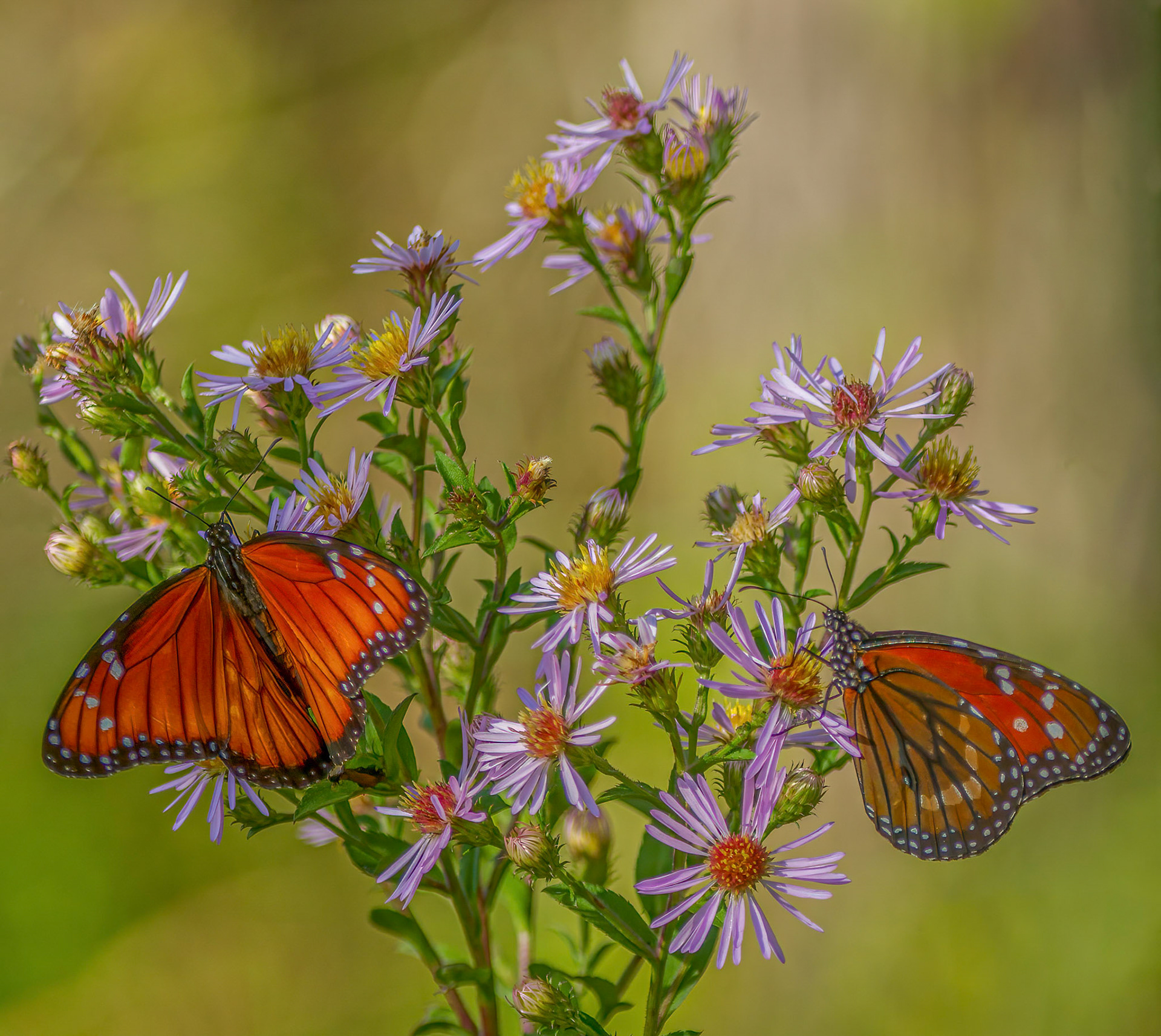 Queen Butterfly on wild Blue Aster