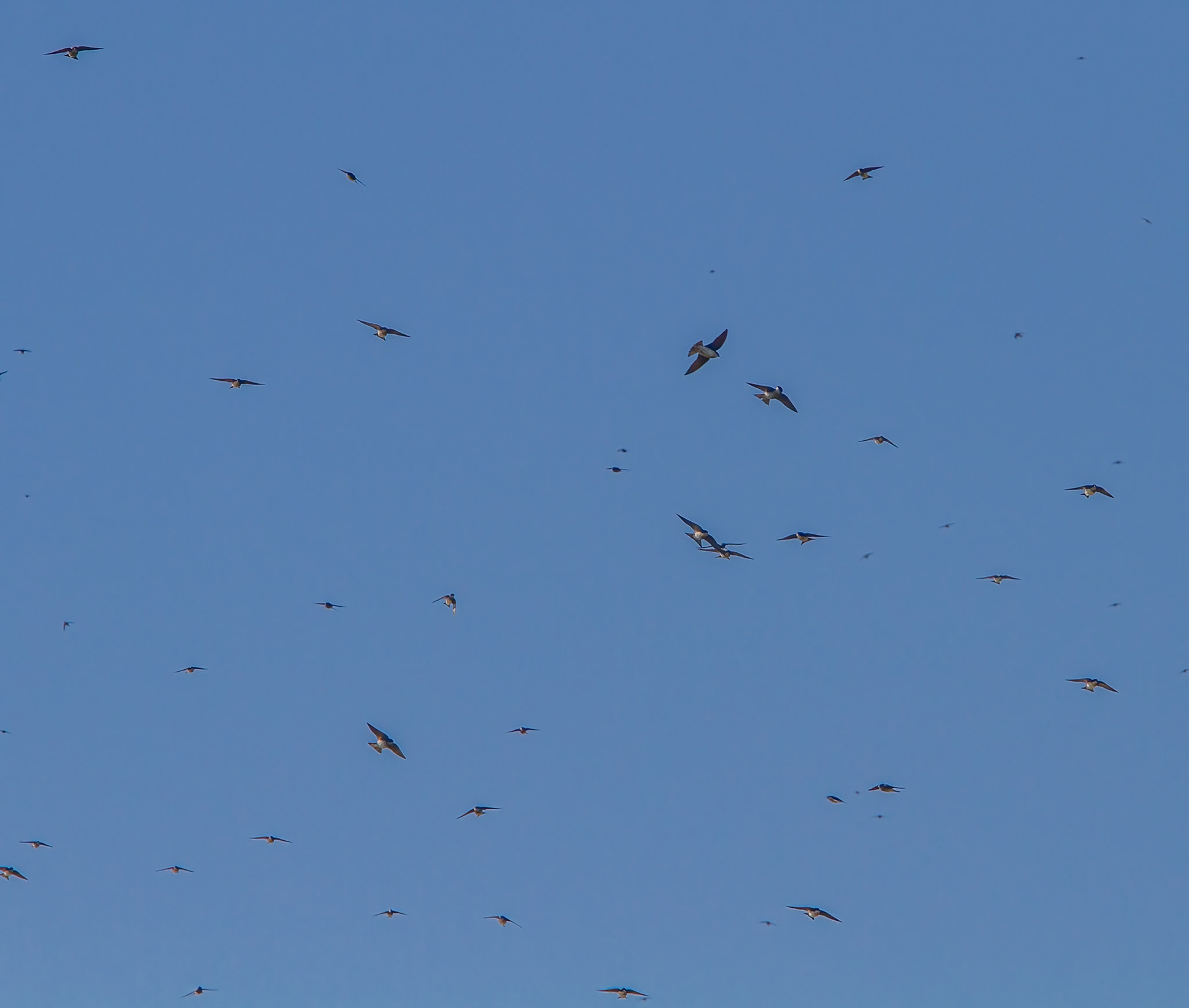Tree Swallows feeding on flying Insects