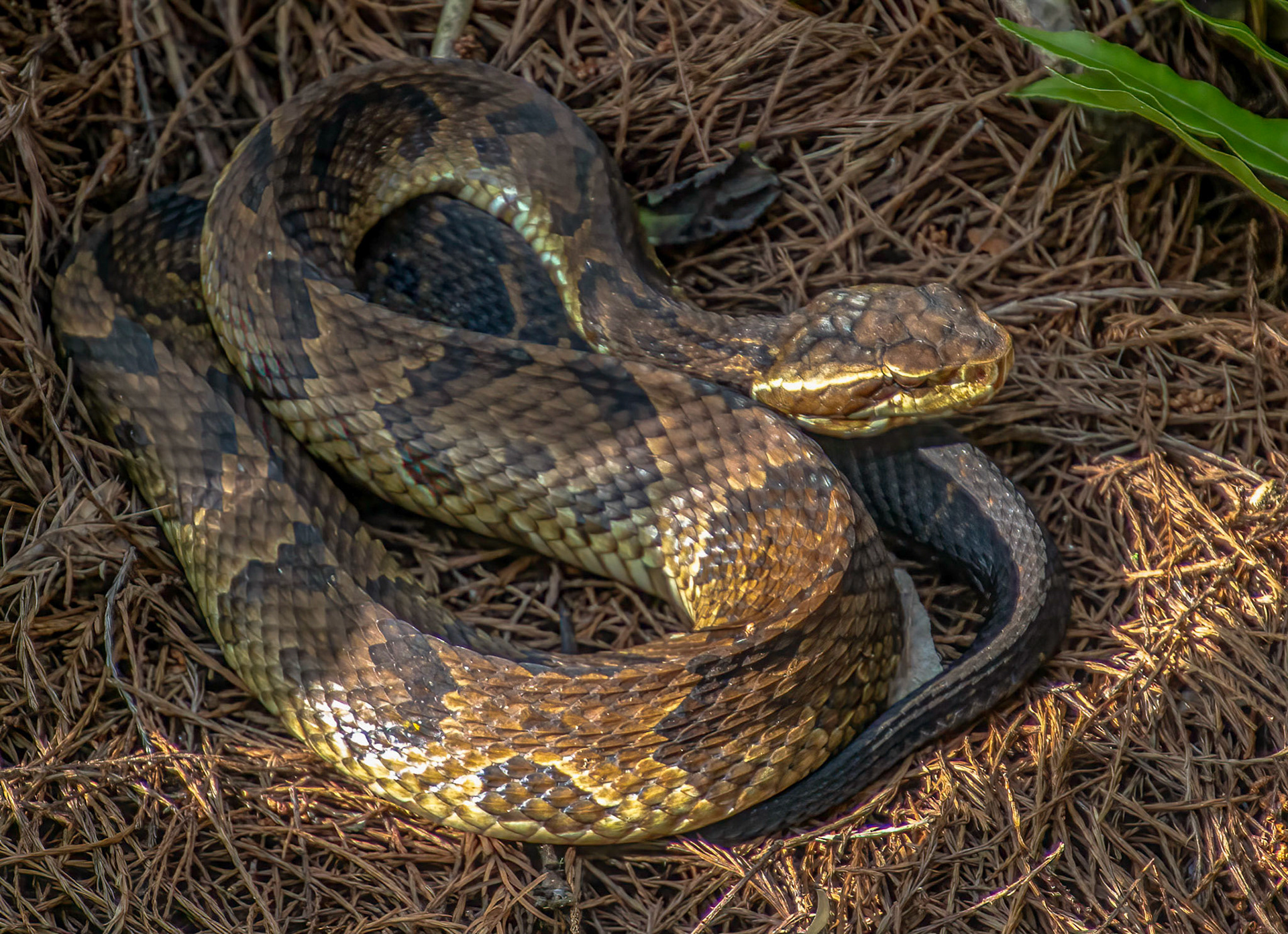 VENOMOUS - Cottonmouth bites can be very dangerous to people and pets.