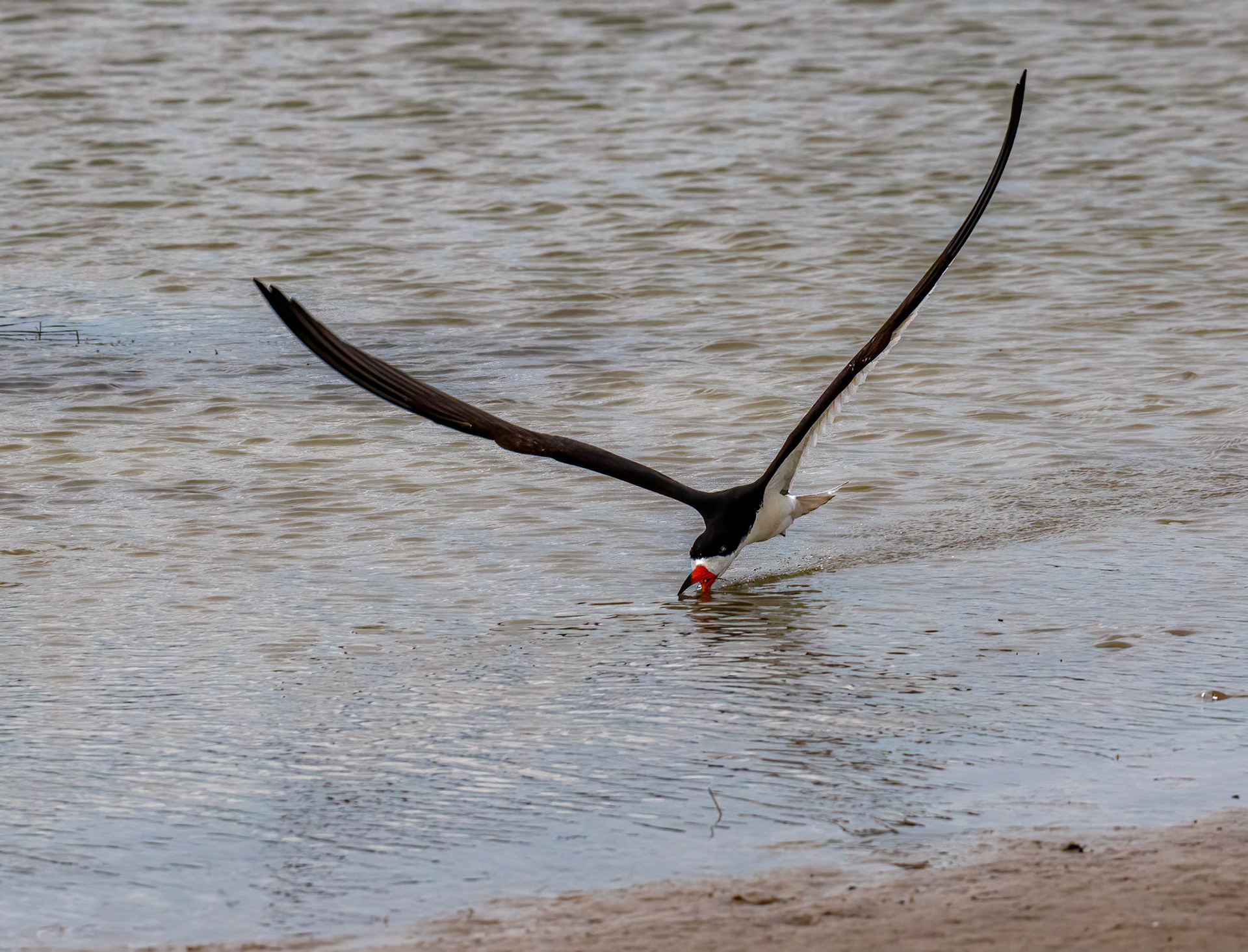 Feeding sequence