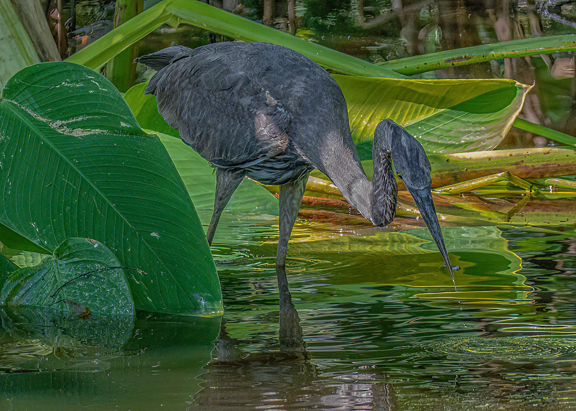 Great Blue Heron - juvenile - sequence