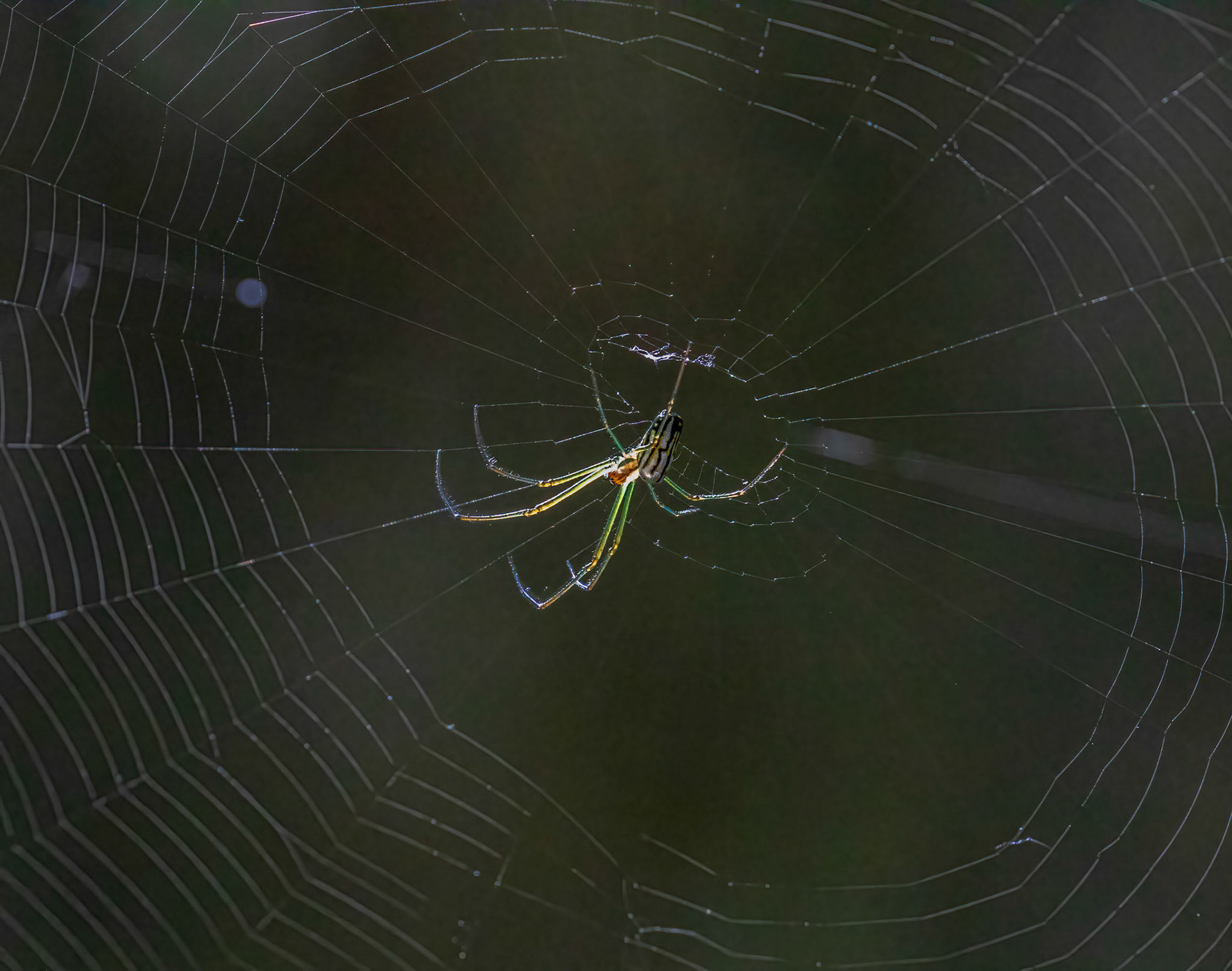 Orchard Orbweaver