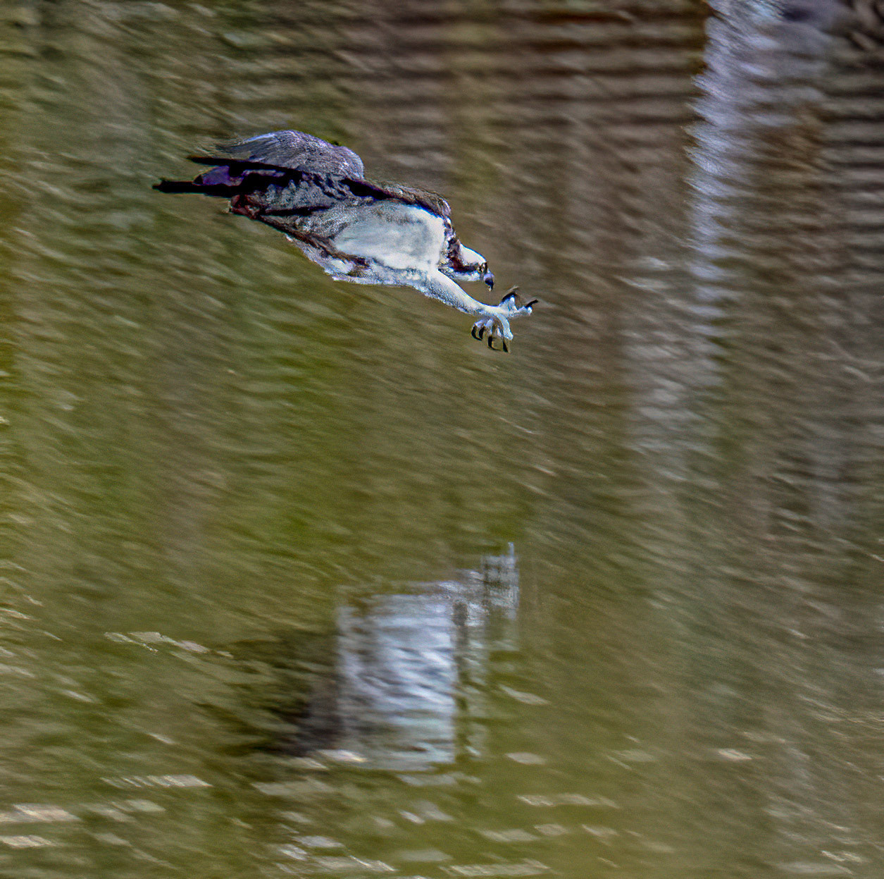 Osprey Fishing Sequence 