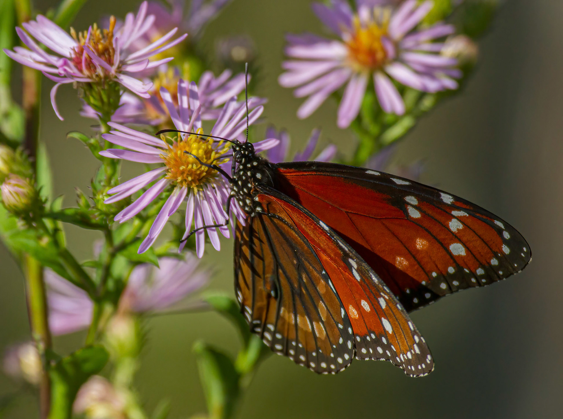 Queen Butterfly on wild Blue Aster