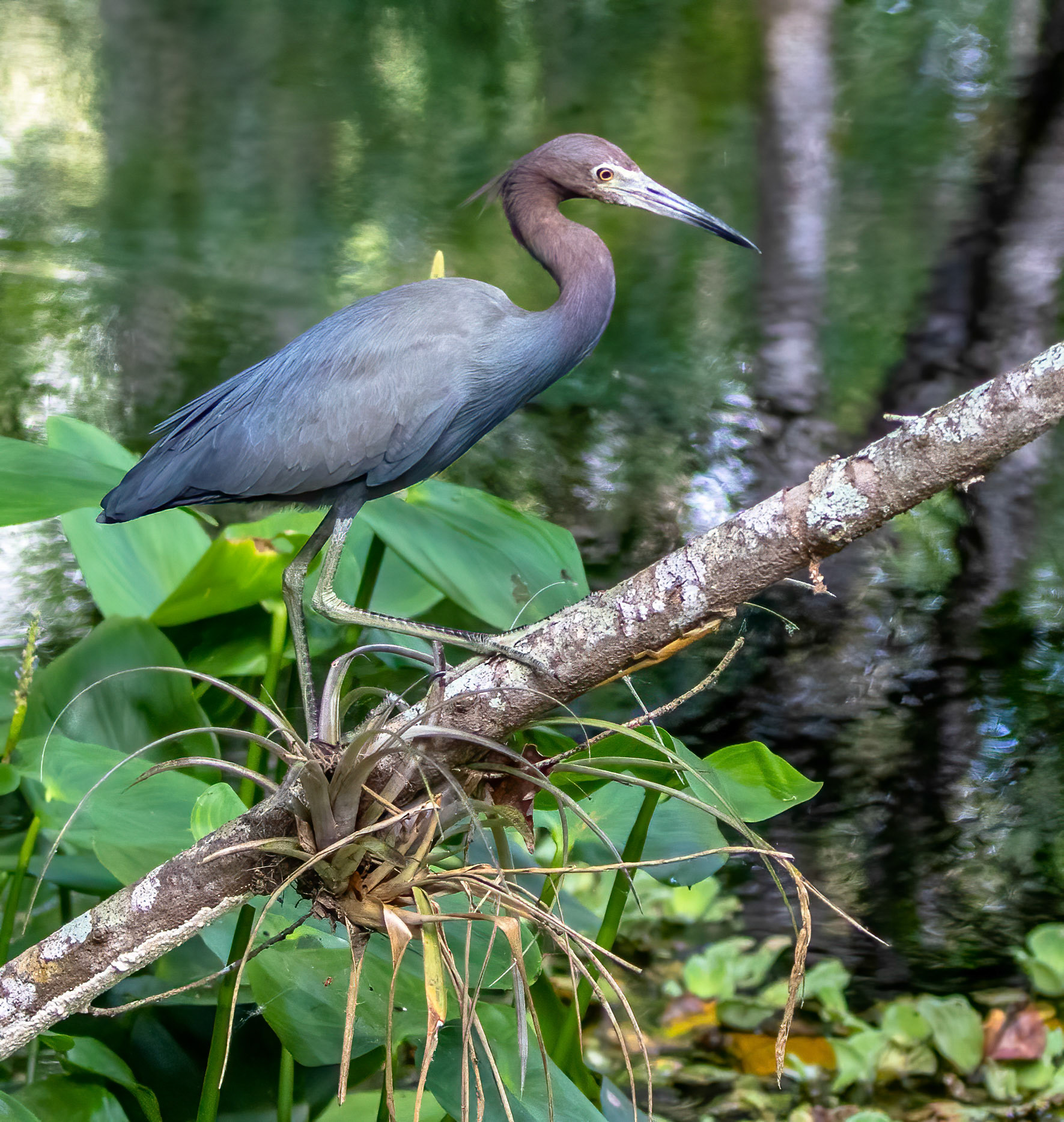 Little Blue Heron