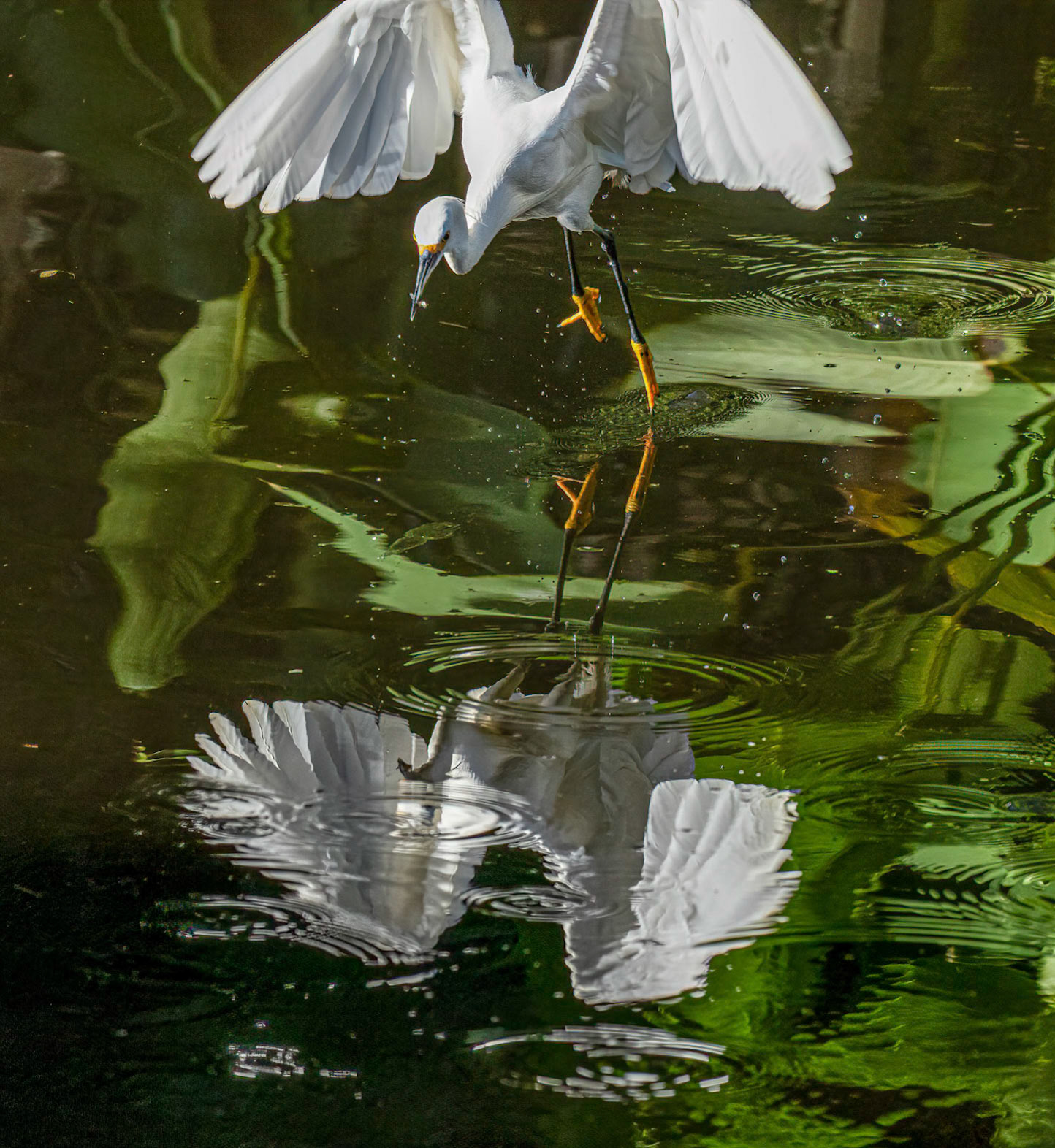 Snowy Egret - Feeding Sequence 2