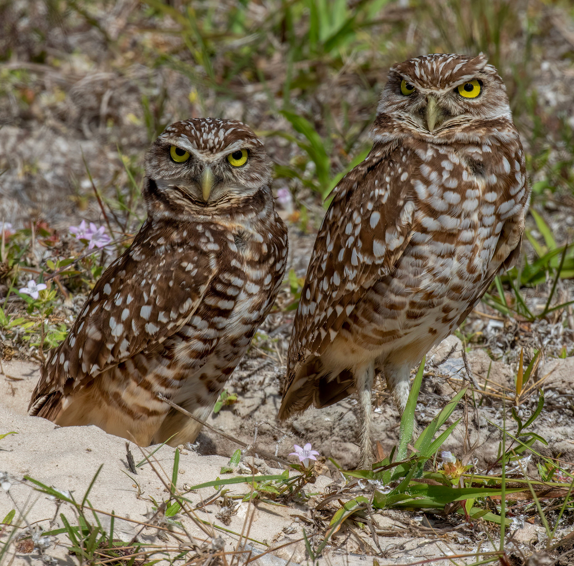 Burrowing Owl Male & Female (on the right) at the entrance