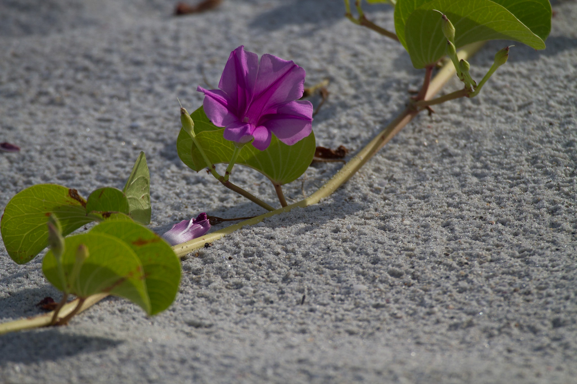 Beach Morning Glory
