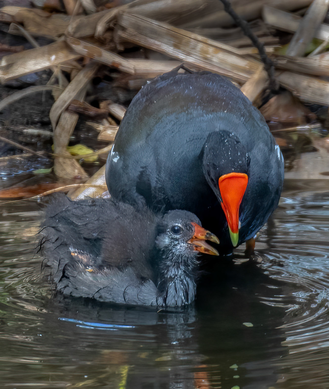 Common Gallinule feeding young