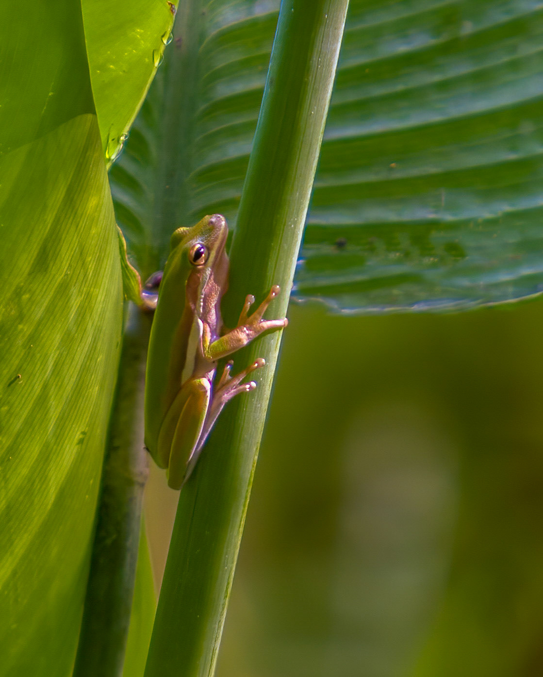 Green Treefrog