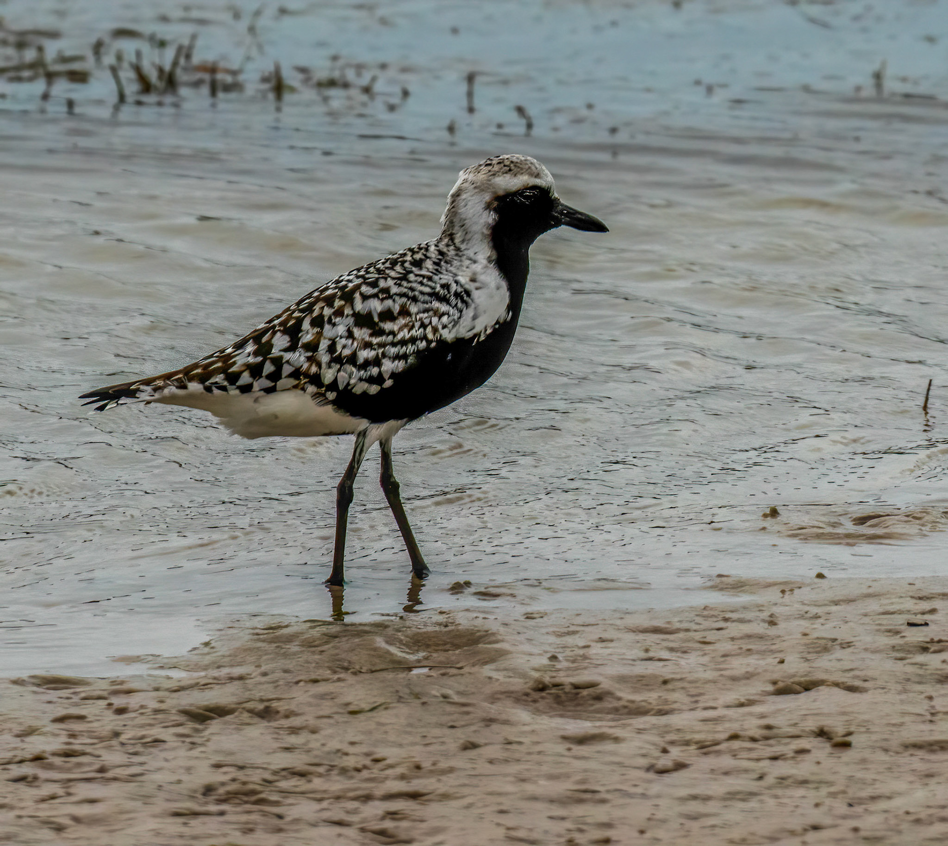 Black-bellied Plover - breeding plumage