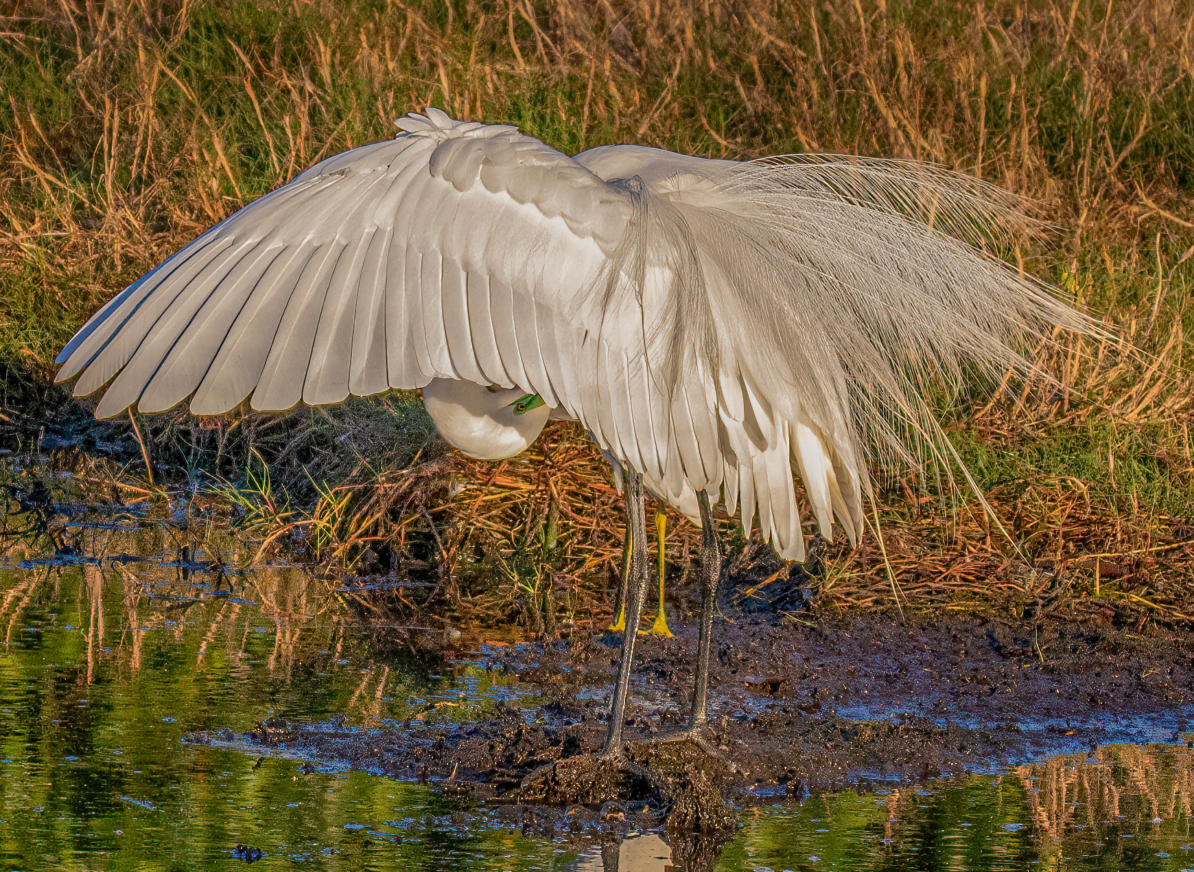 Great Egret in Breeding Plumage