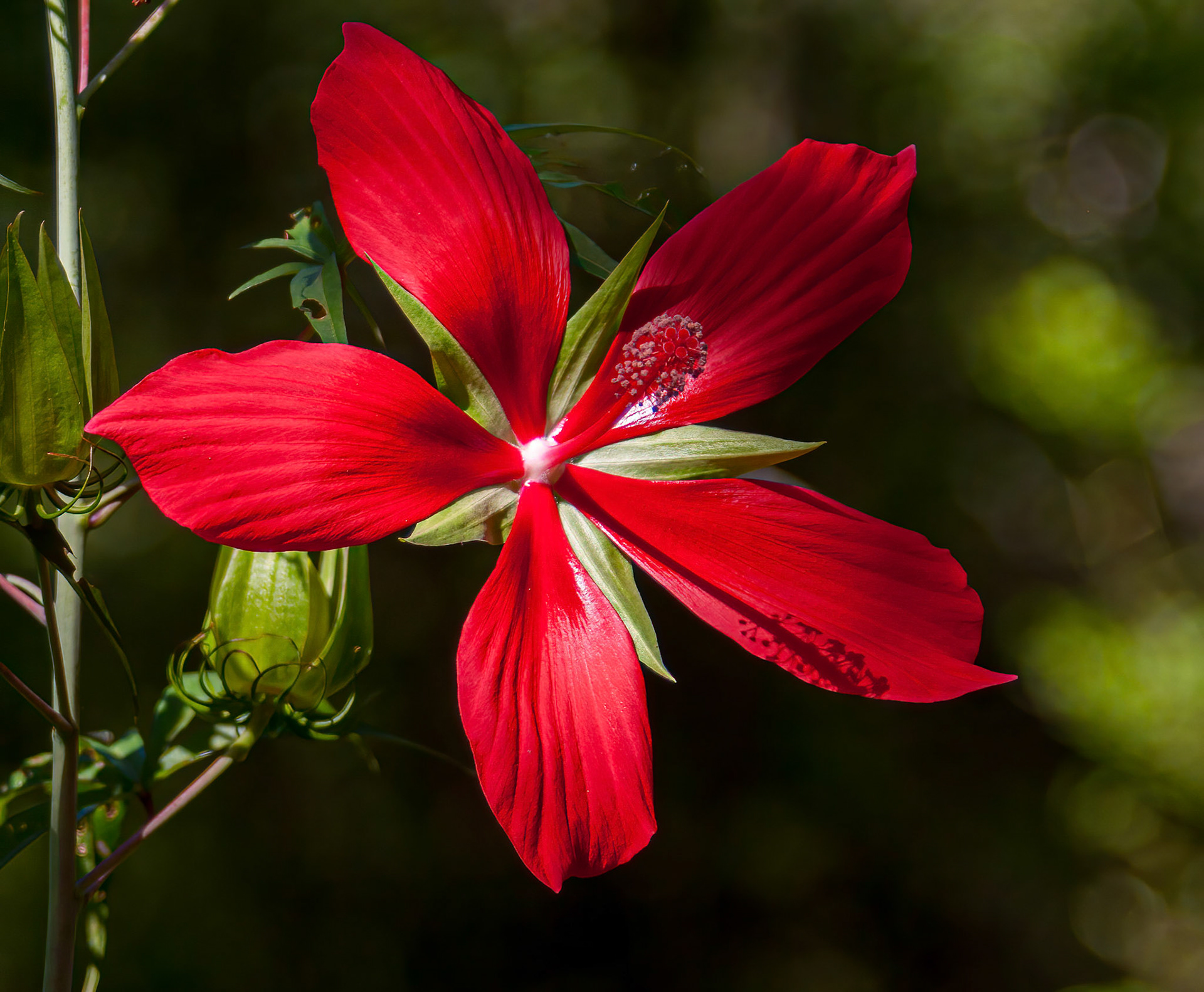 Scarlet Rosemallow Hibiscus