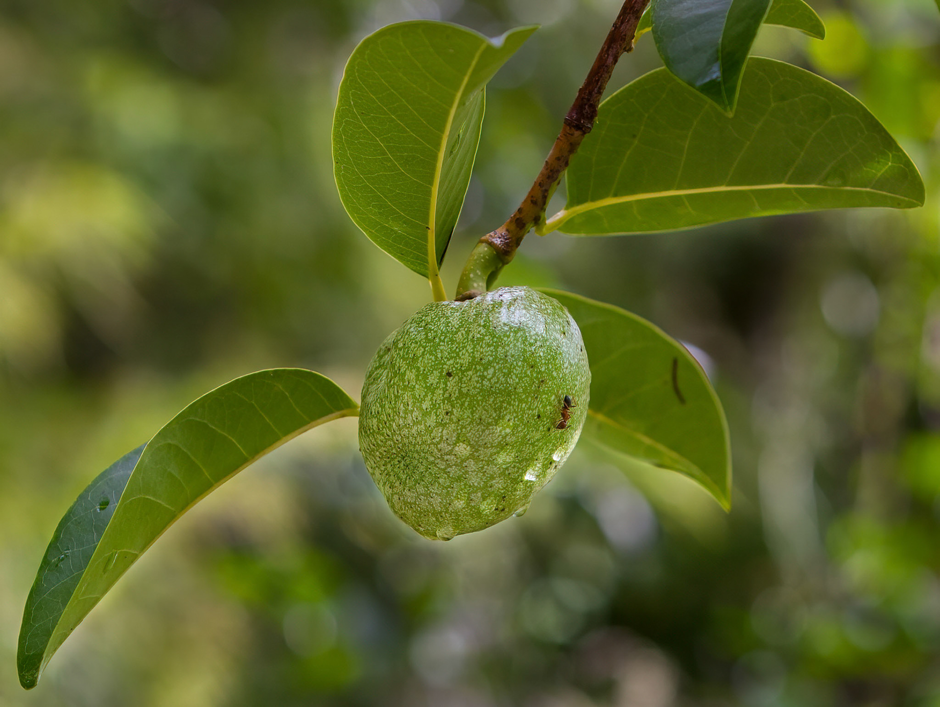 Pond Apple & Fire Ant