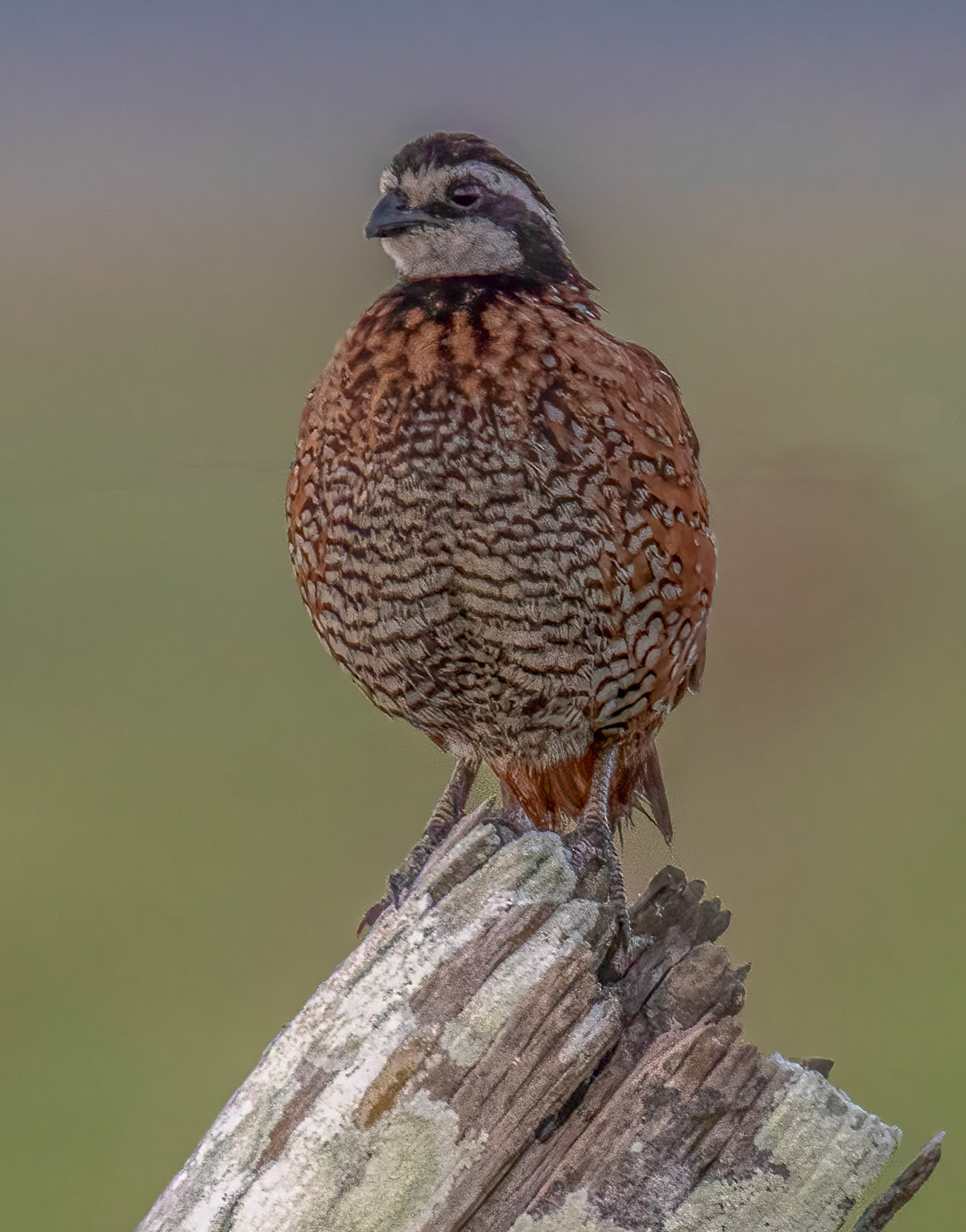 Eastern Bobwhite - male