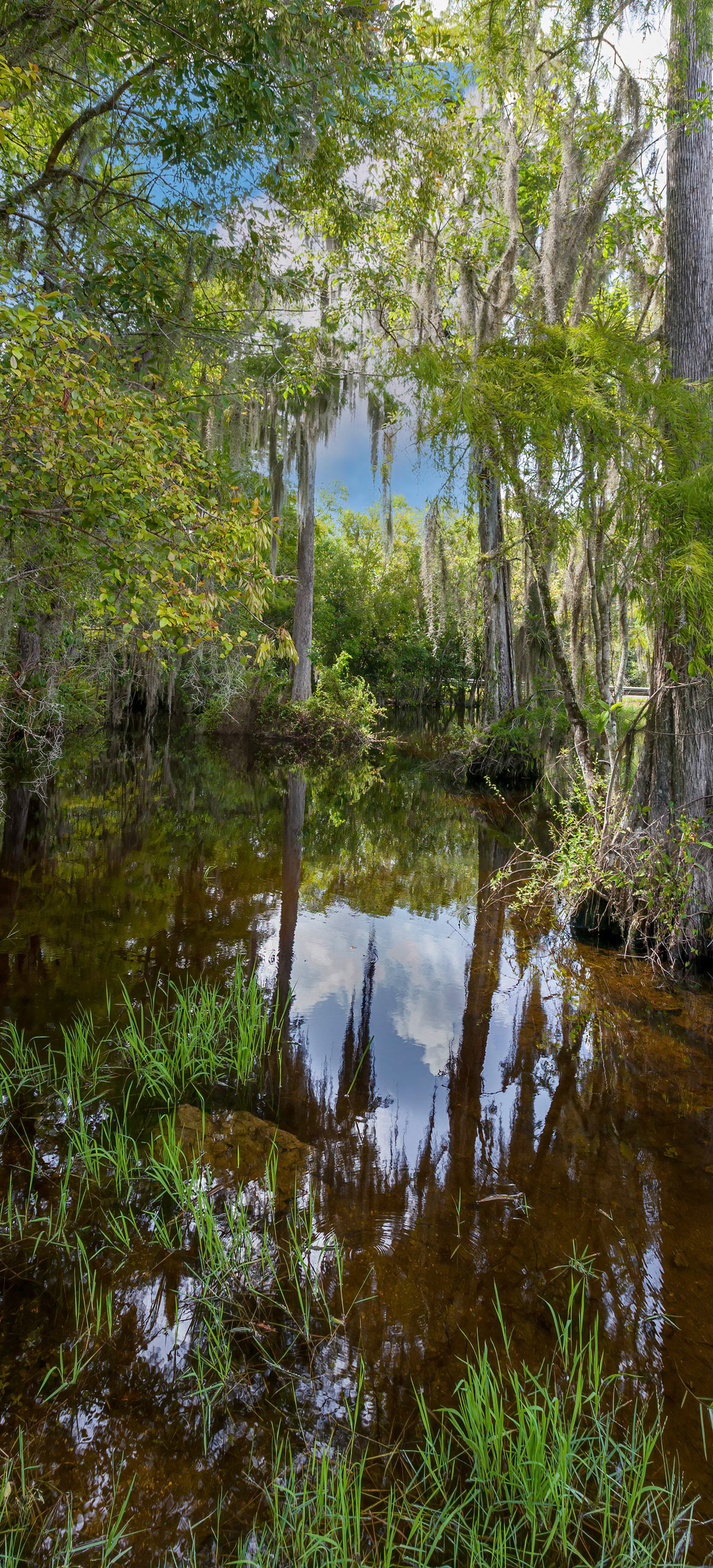 Spanish Moss & Bald Cypress in a freshwater slough (pronounced slew)