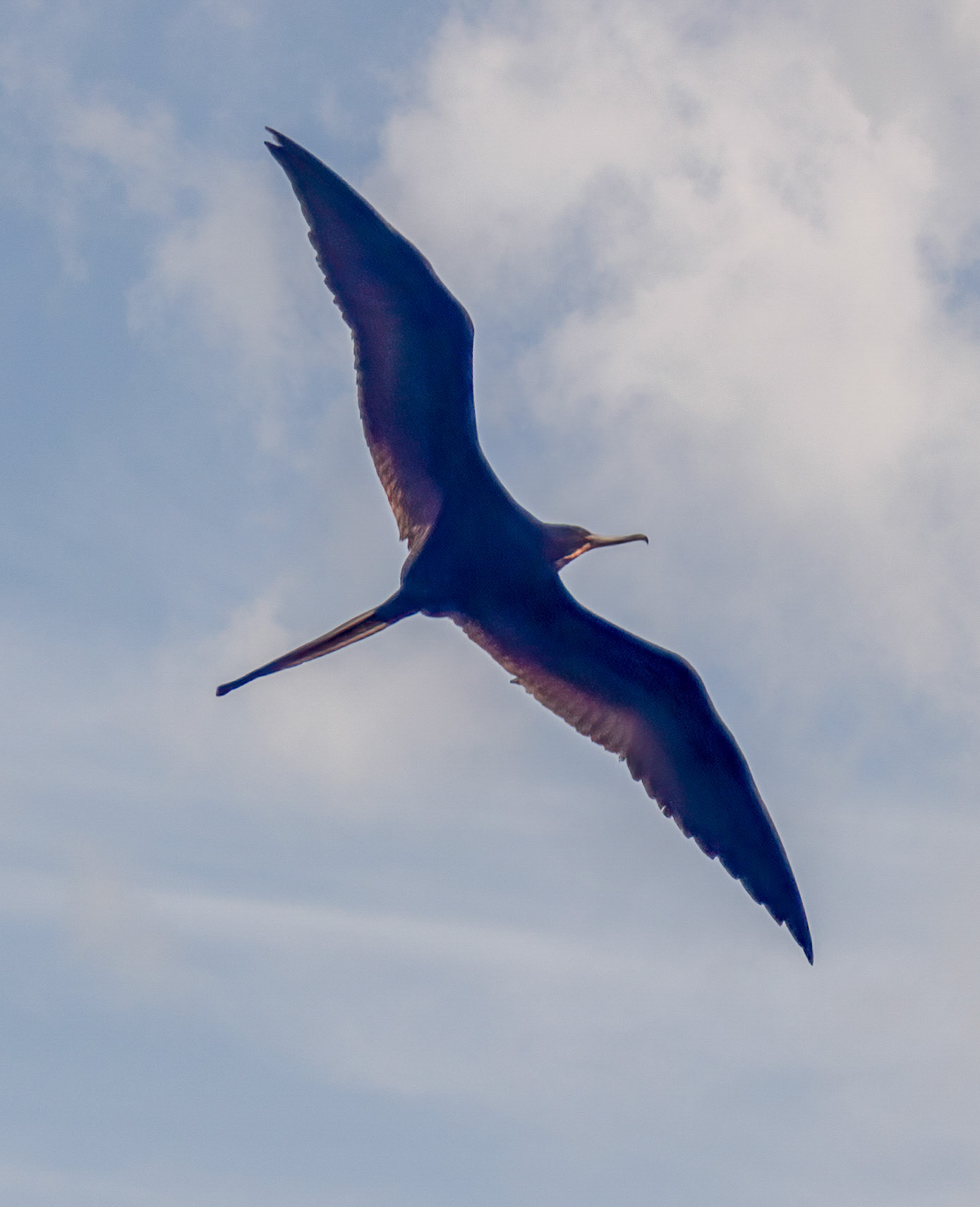 Magnificent Frigate-bird - Male