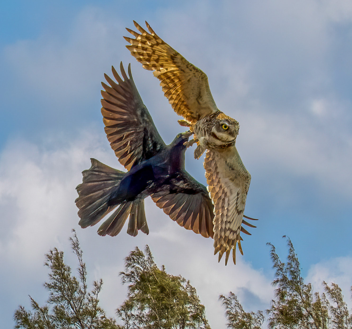 The Chase Back to the Nest