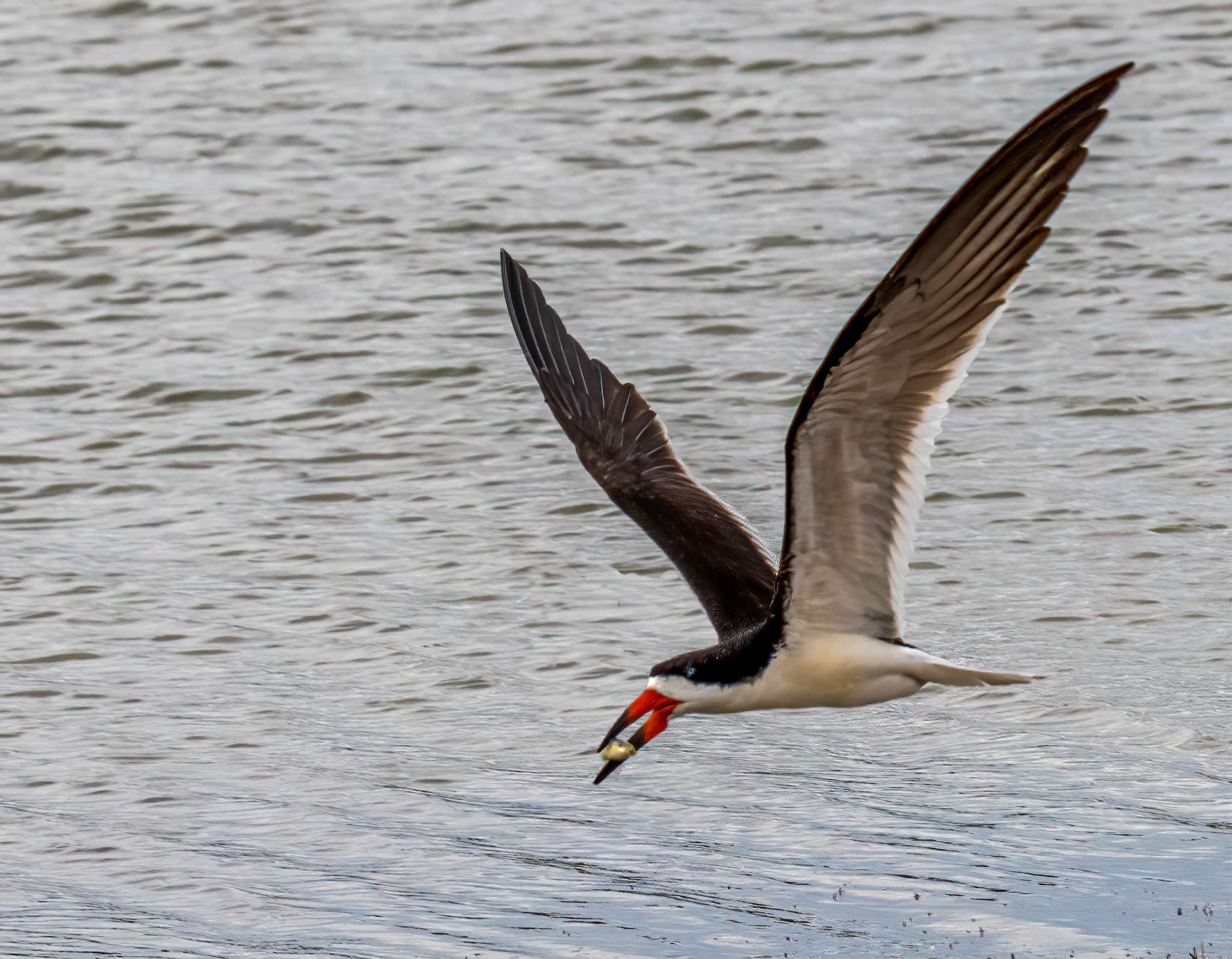 Feeding sequence