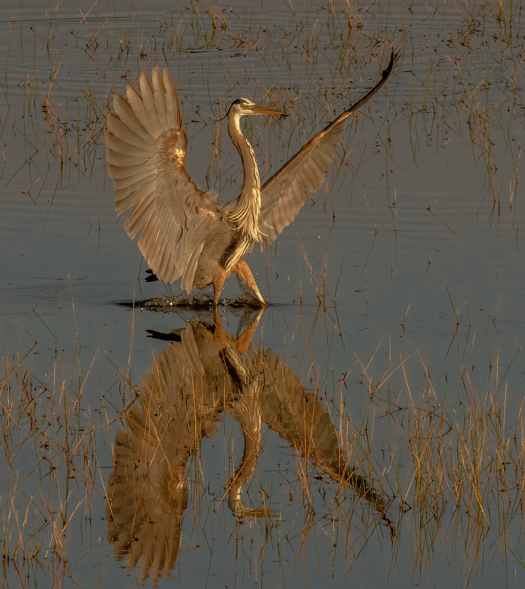 Great Blue Heron