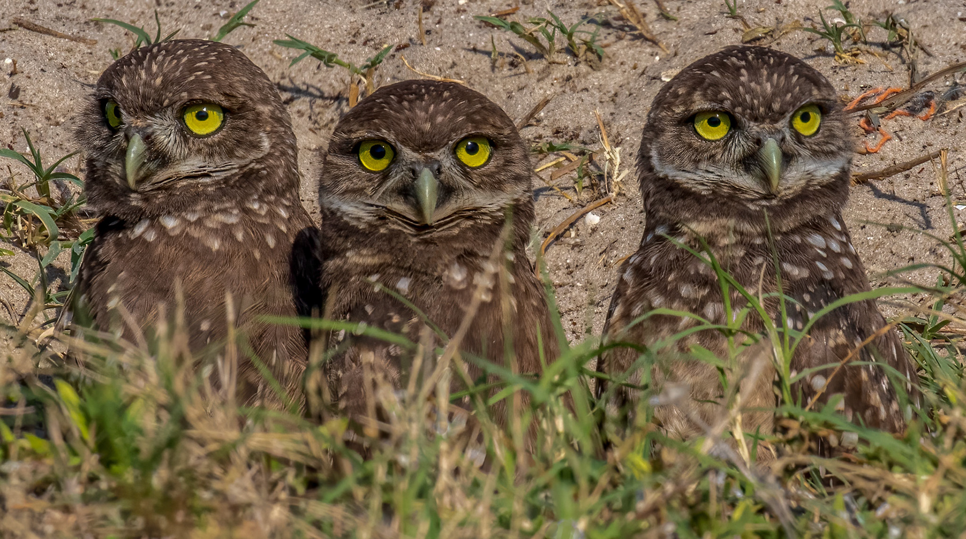 Owlet Triplets