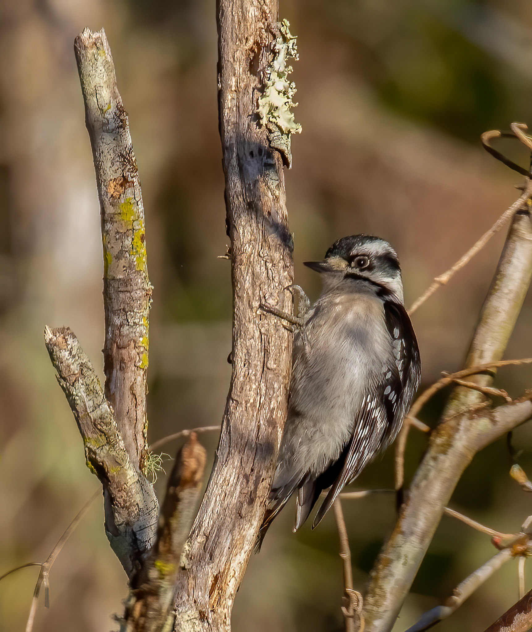 Downy Woodpecker (very similar to Hairy who has a longer bill)