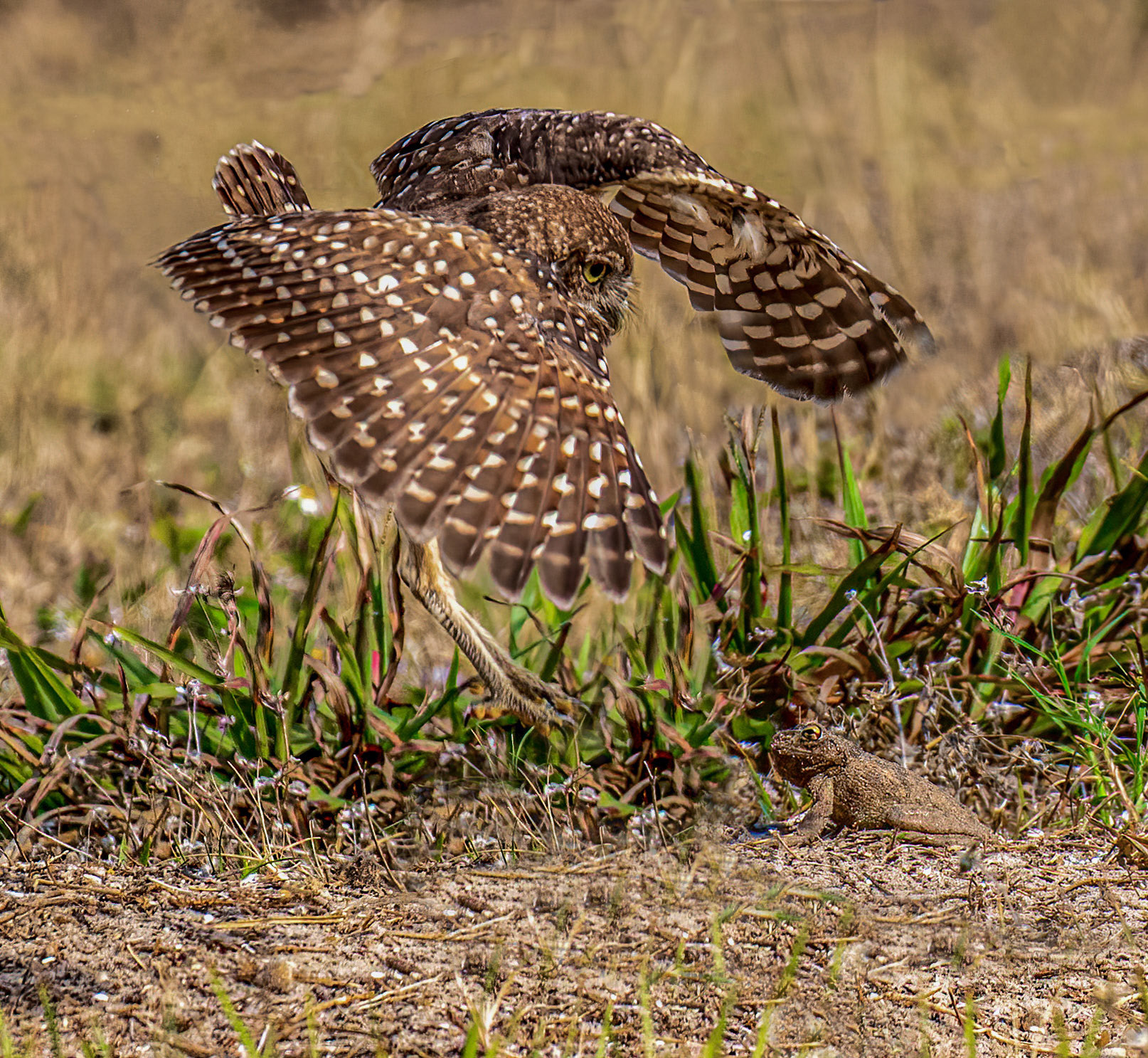 Descending on a Southern Toad