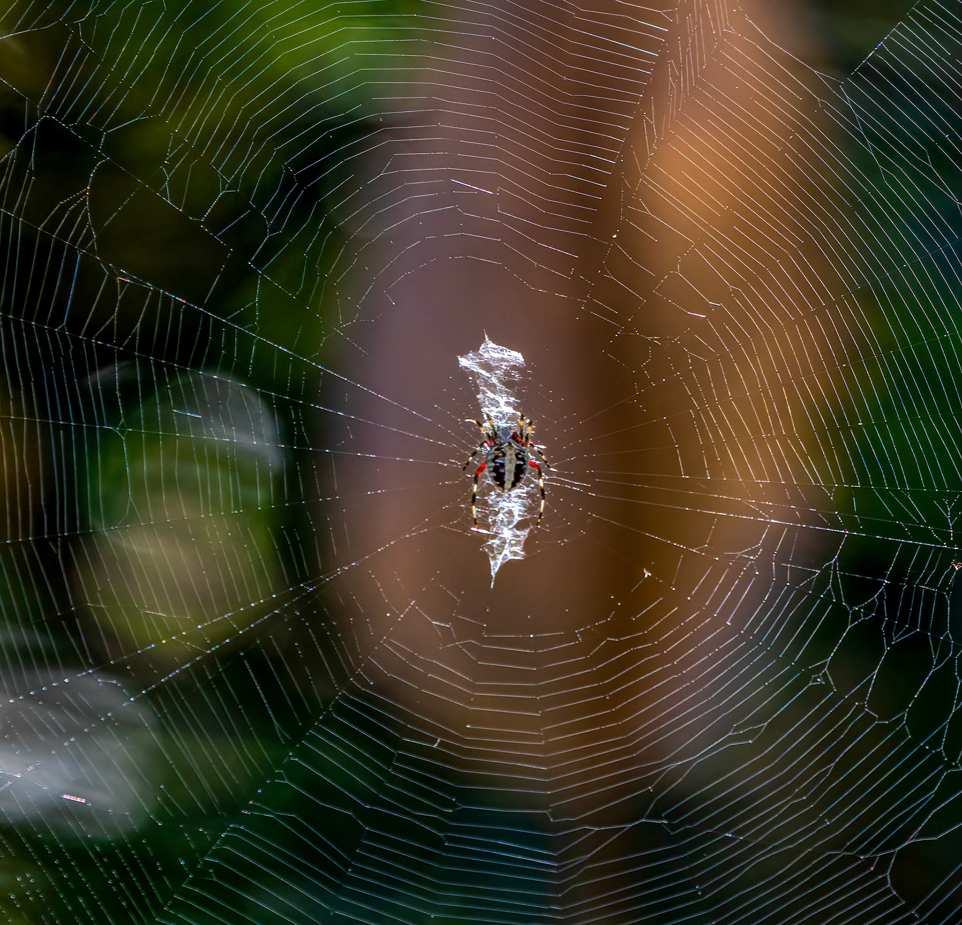 Spotted Orbweaver