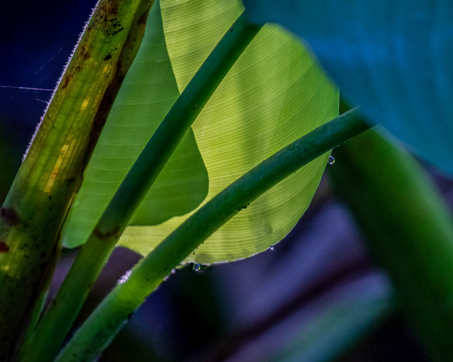 Dew Drops Tumble Down Morning Lit Alligator Flag