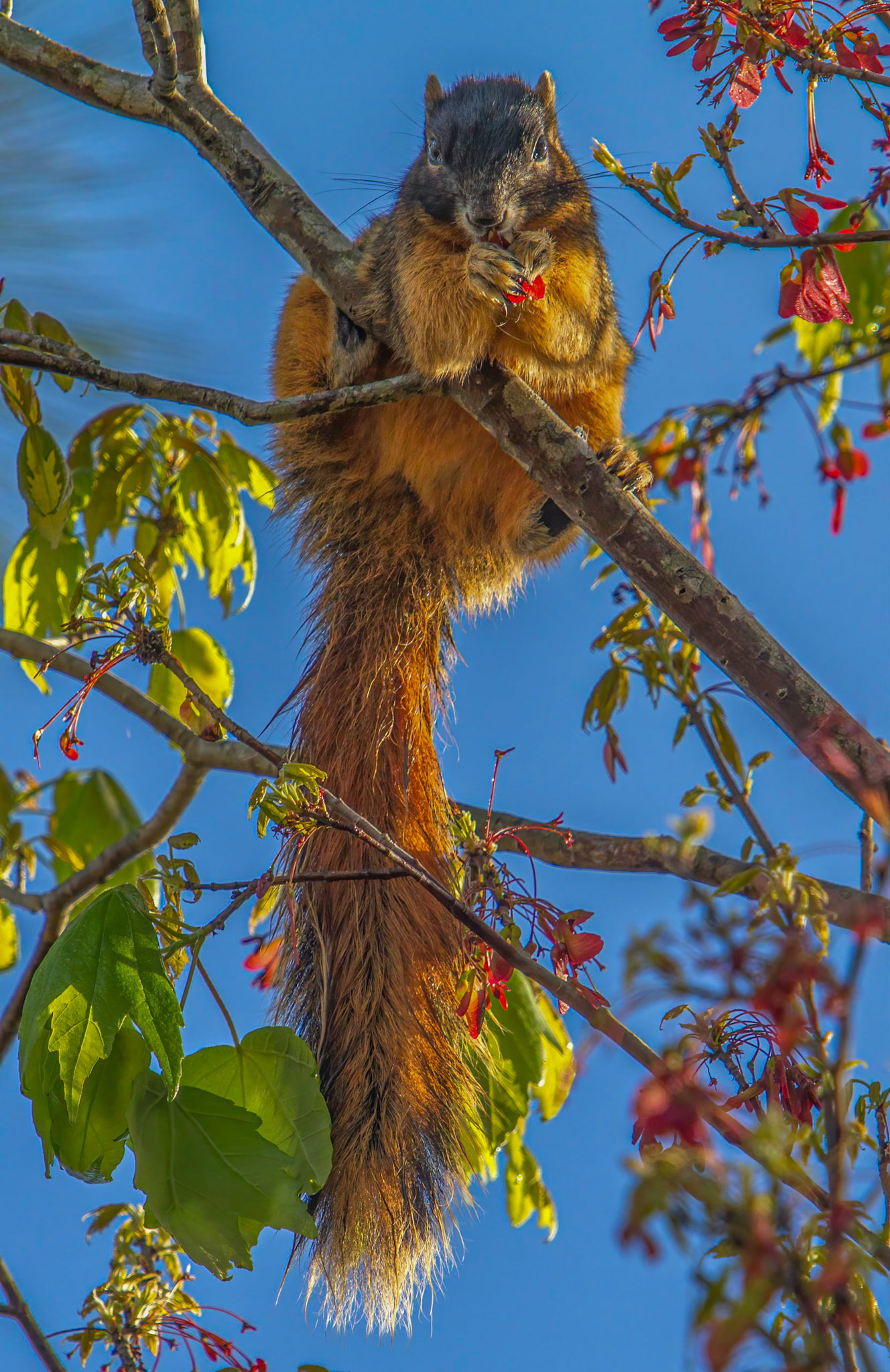 Sherman’s Fox Squirrel