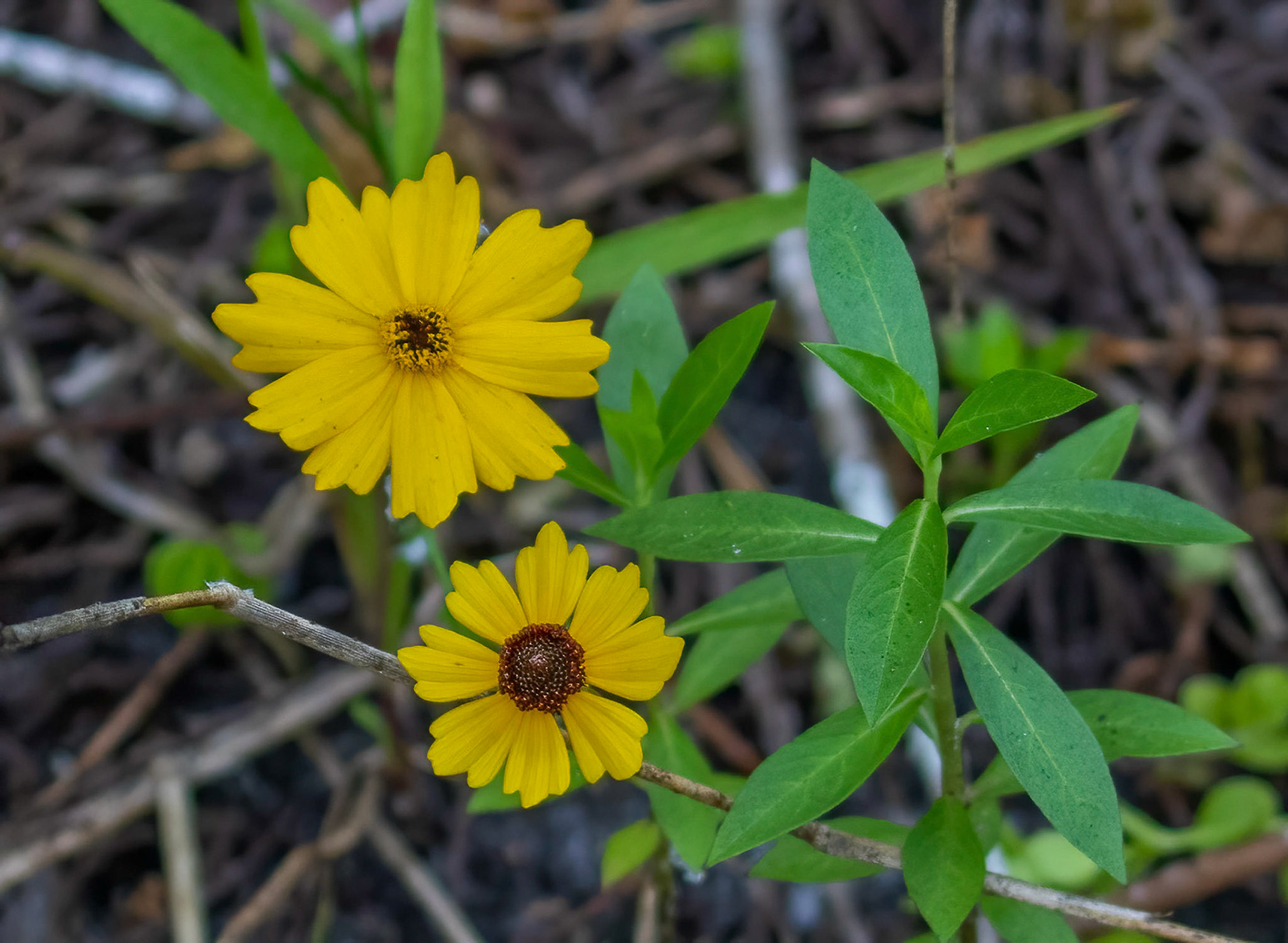 Coreopsis -  Florida's official wildflower. 