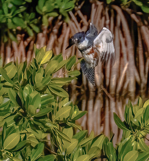 Belted Kingfisher - Female preparing to dive