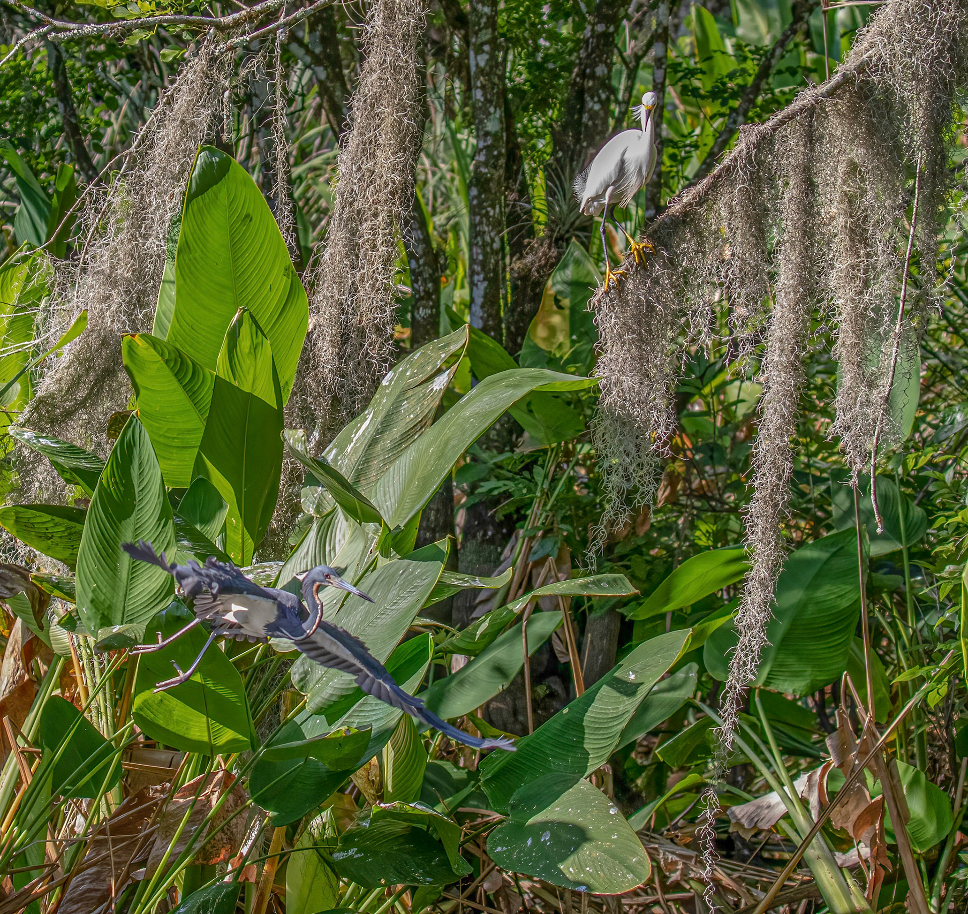 Snowy Egret & Tri-Colored Heron