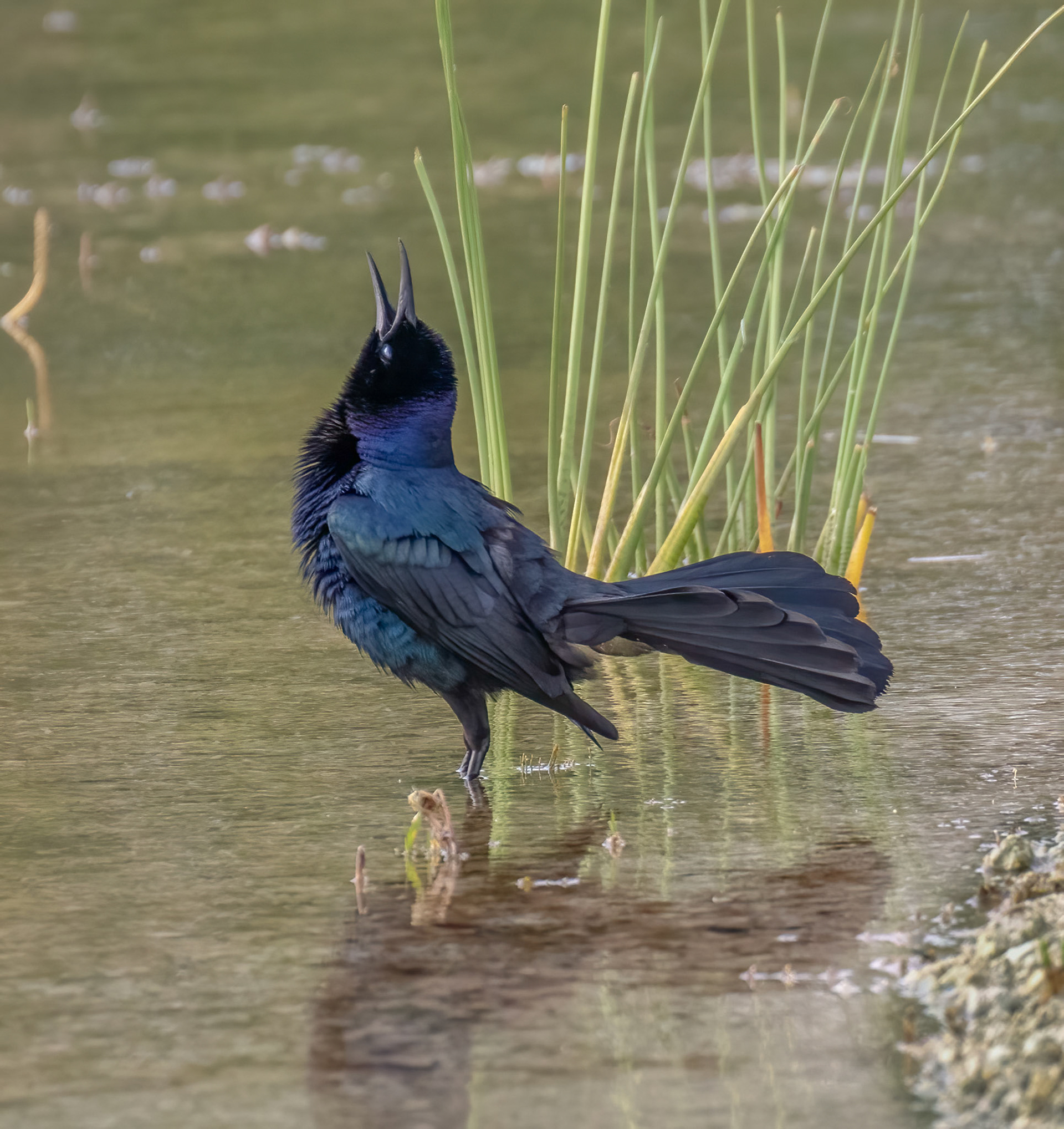 Boat-tailed Grackle