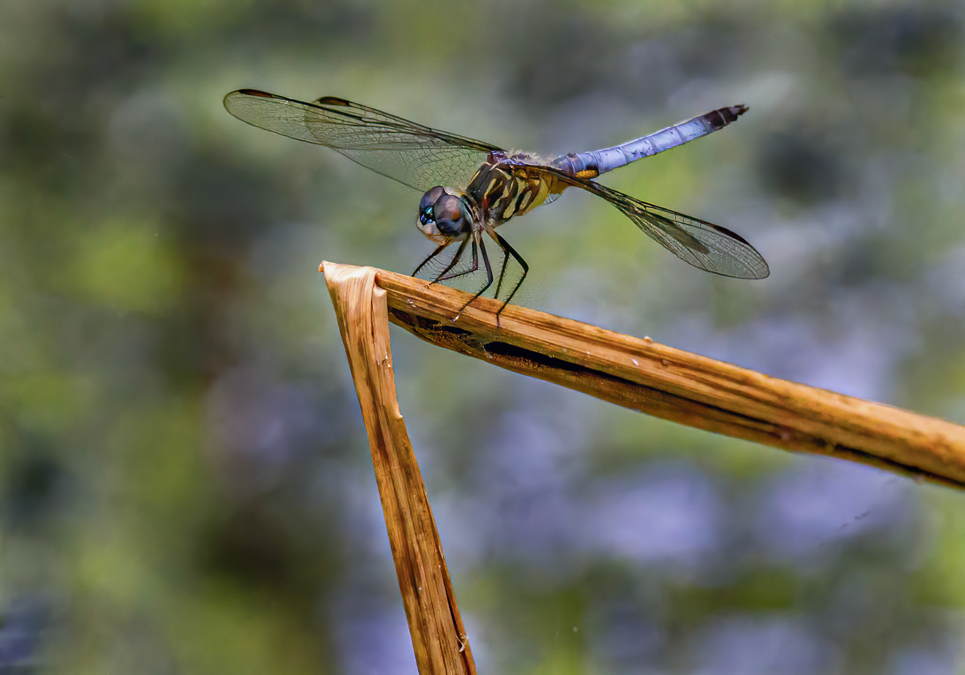 Blue Dasher Dragonfly