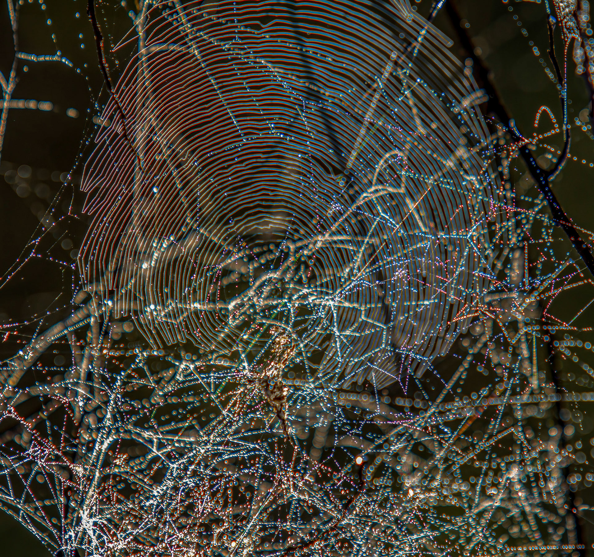 Dew covered Tangled & Orb Webs in morning sunlight