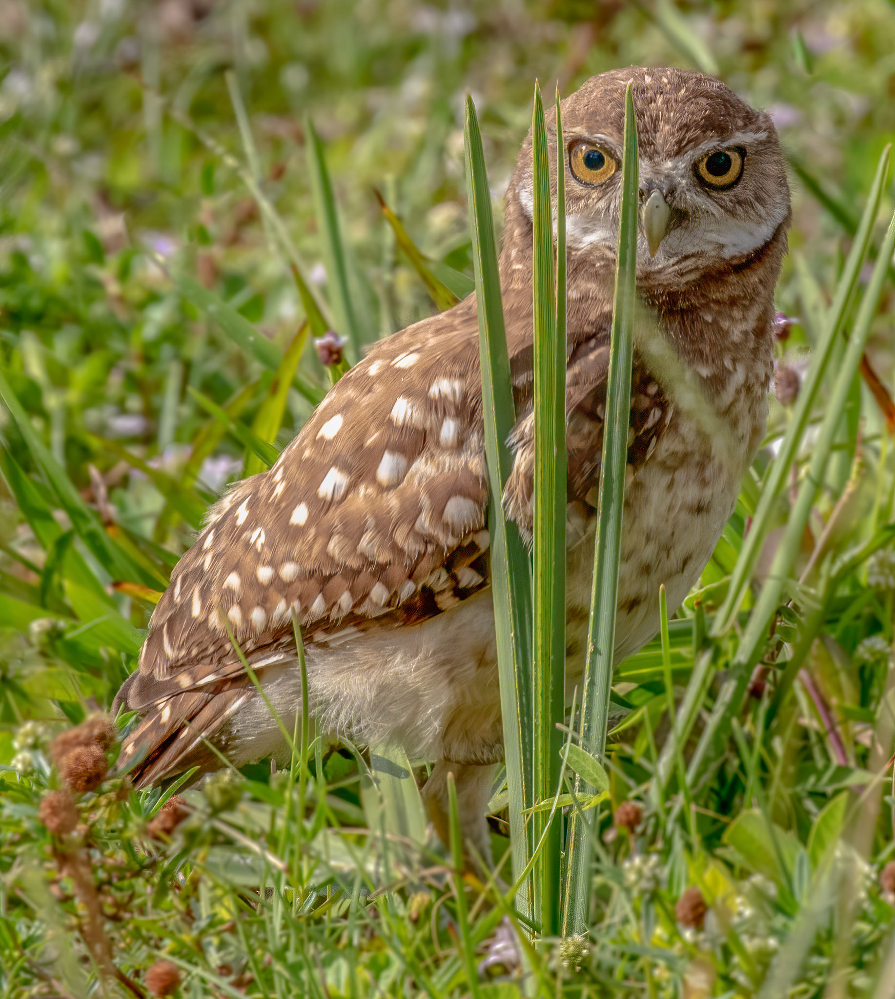 Burrowing Owl Owlet