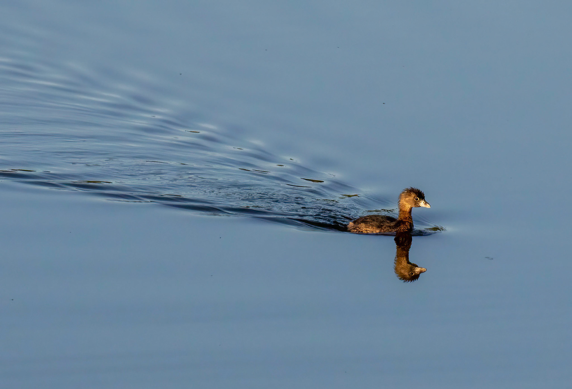 Pied-billed Grebe