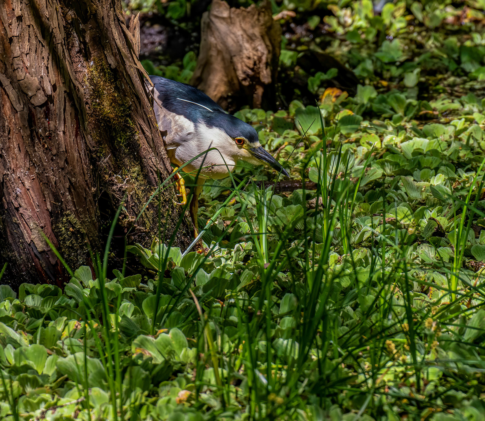 Black-Crowned Night Heron
