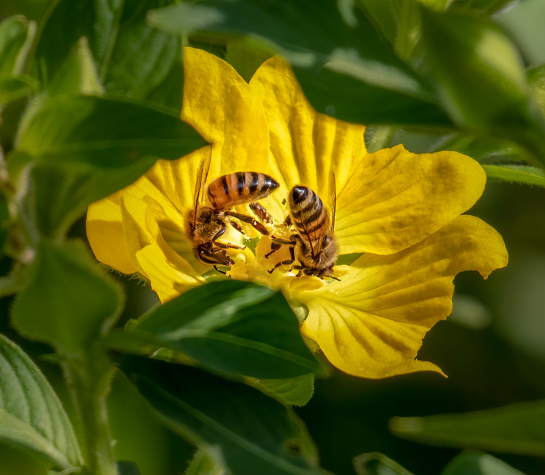 Honeybees on Primrose Willow