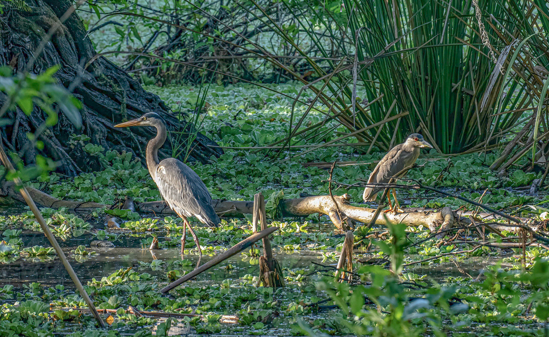 Great Blue Heron & Black-Crowned Night Heron