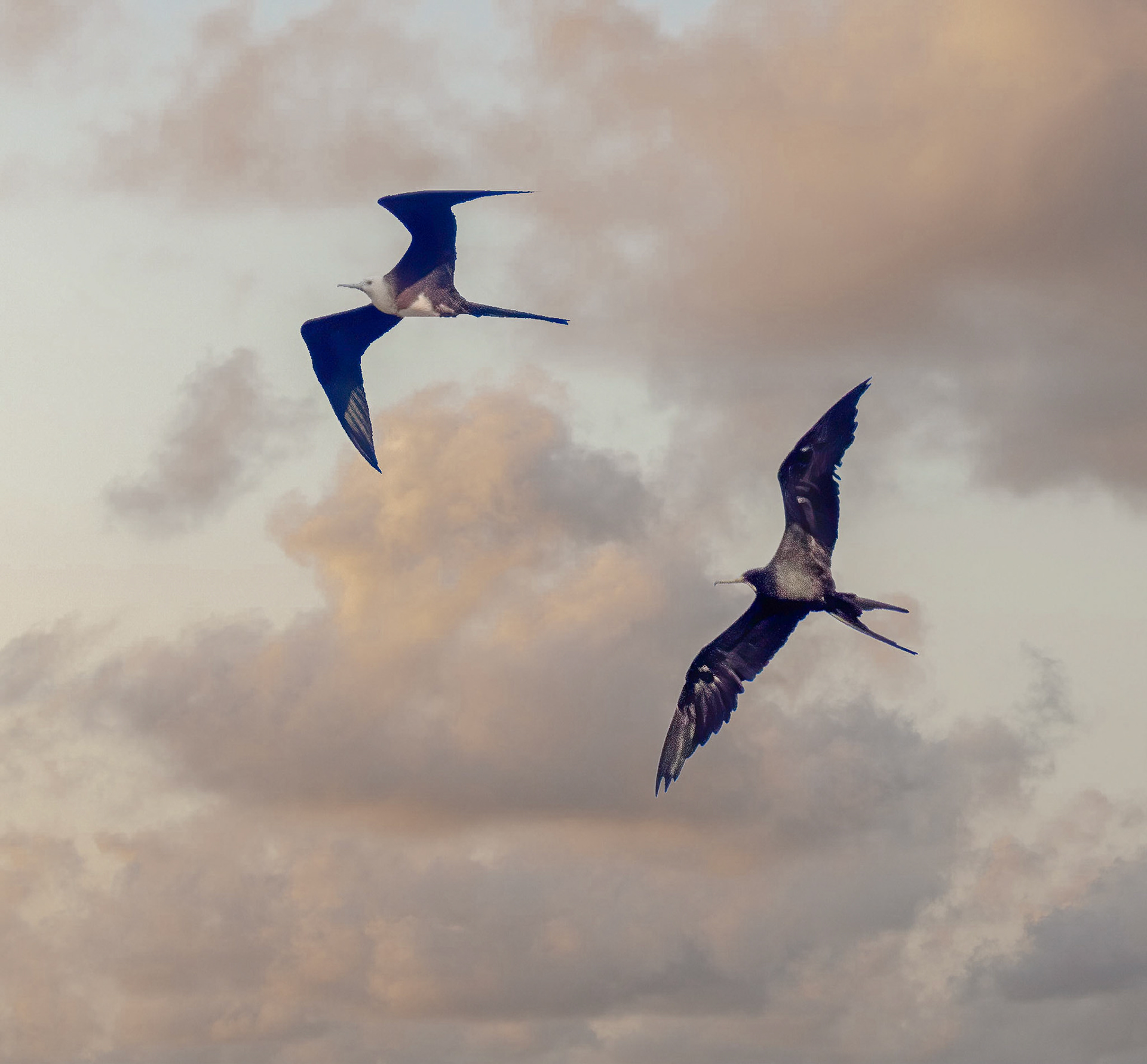 Magnificent Frigate-bird - Male & Female with White head