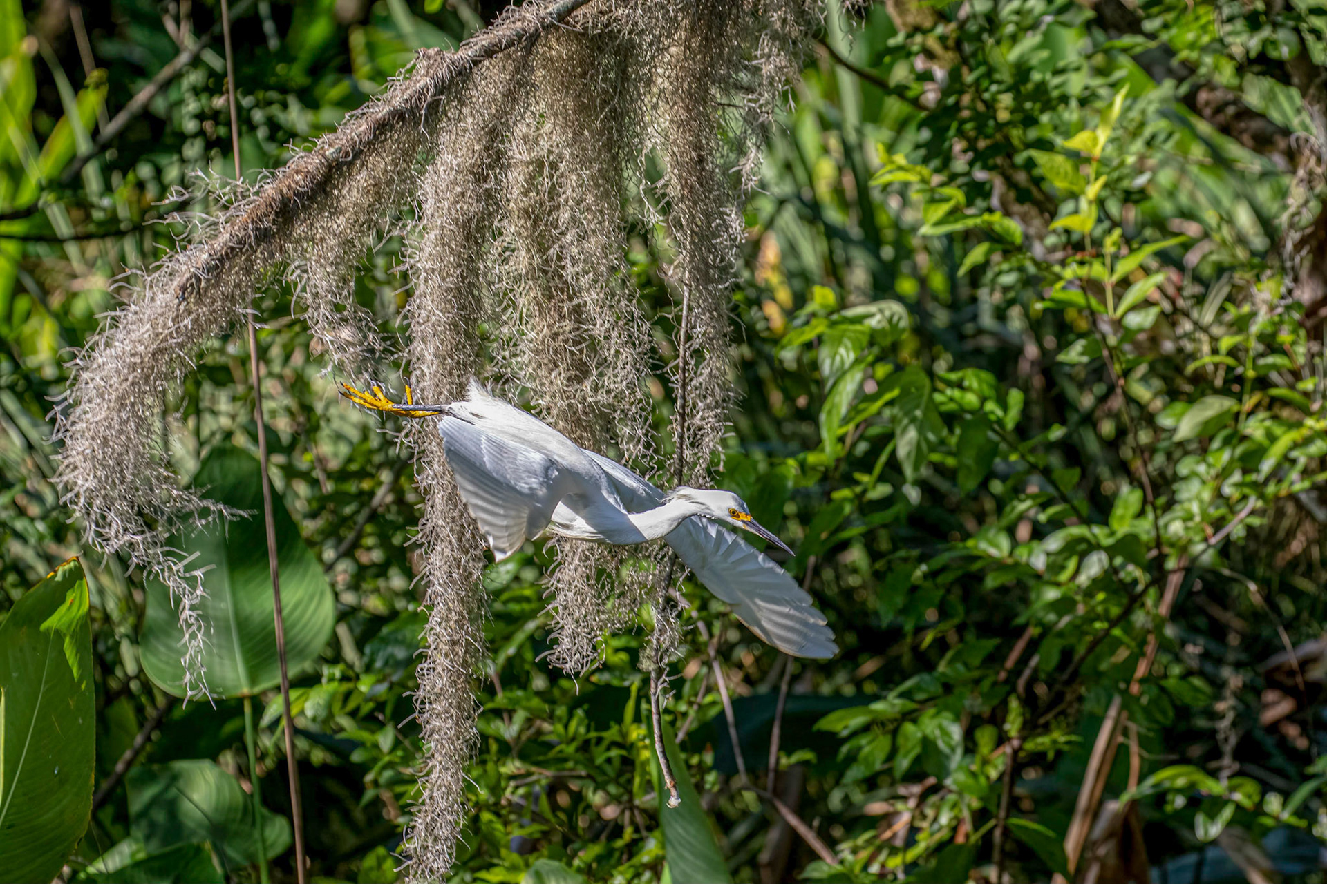 Snowy Egret - Feeding Sequence