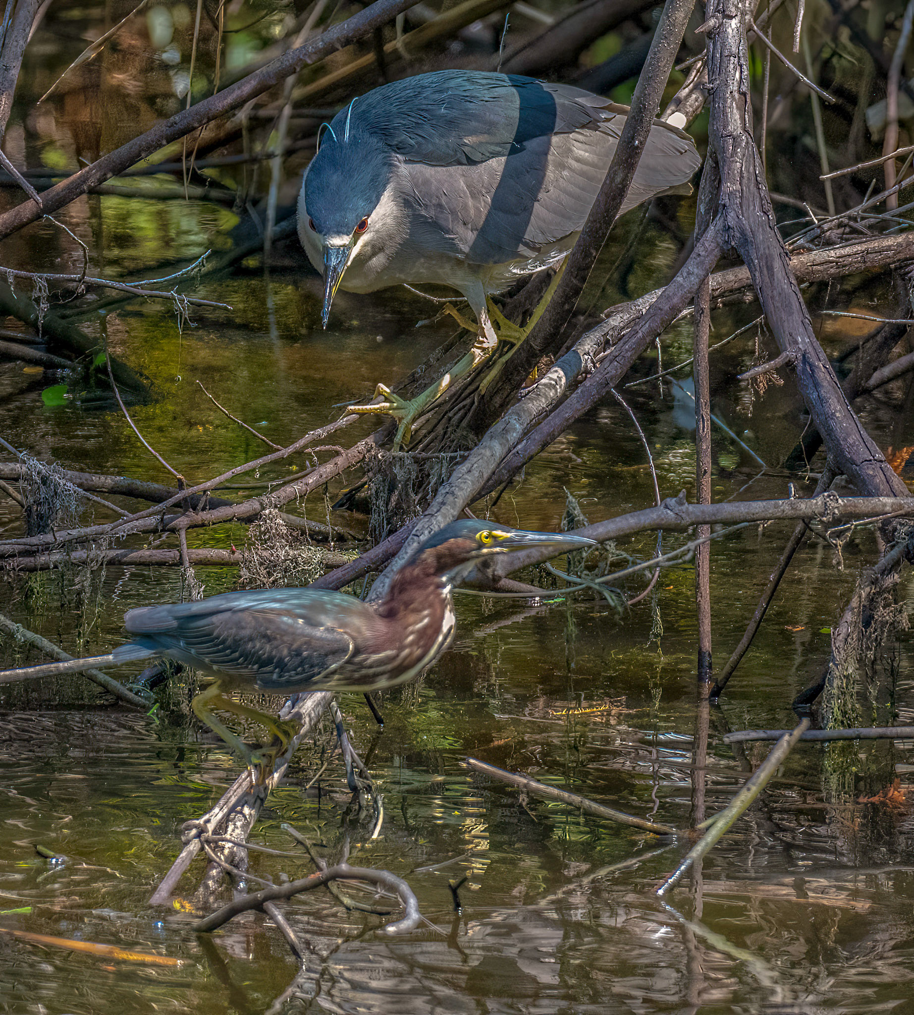 Black-Crowned Night Heron & Green Heron