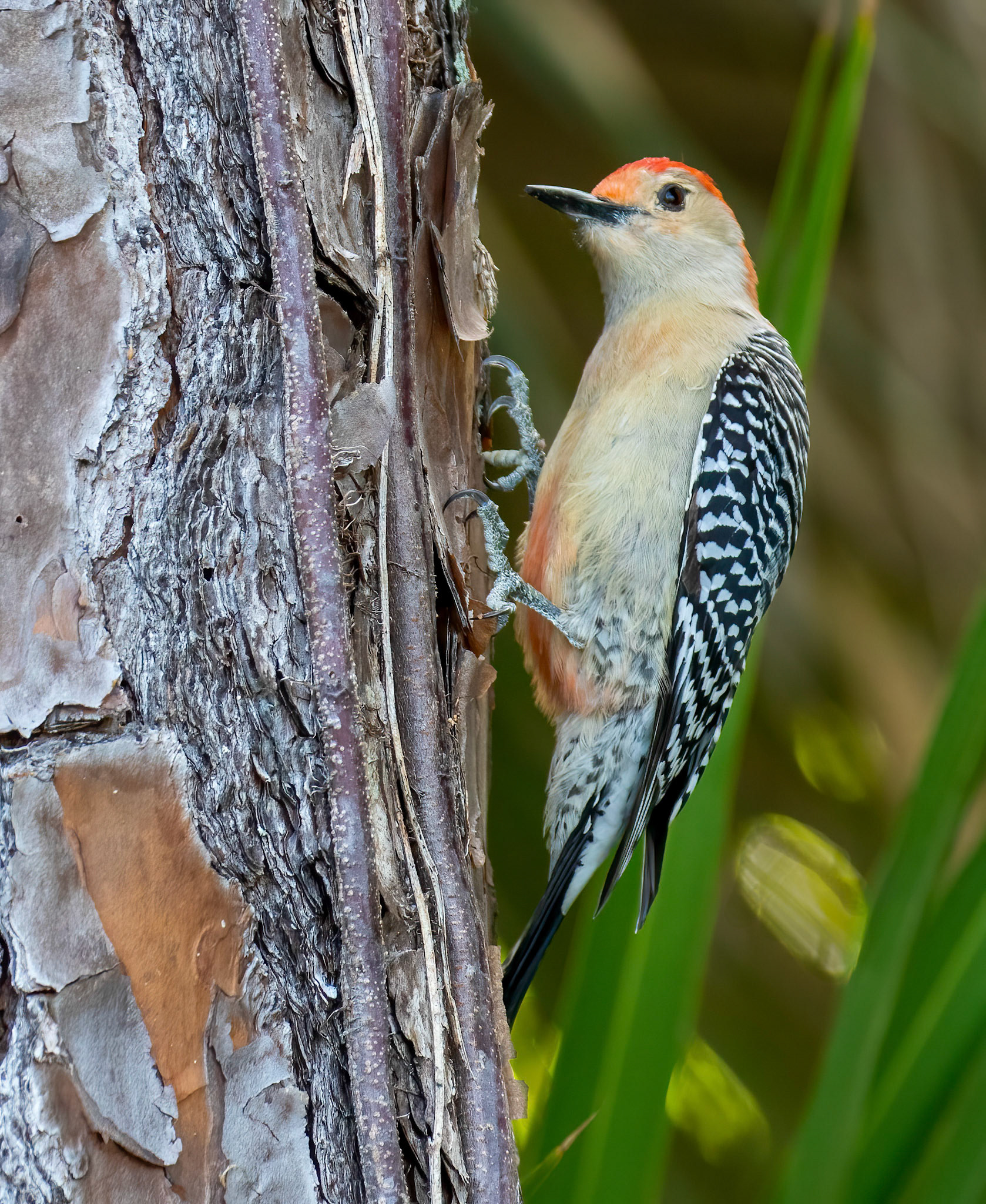 Gold-fronted Woodpecker