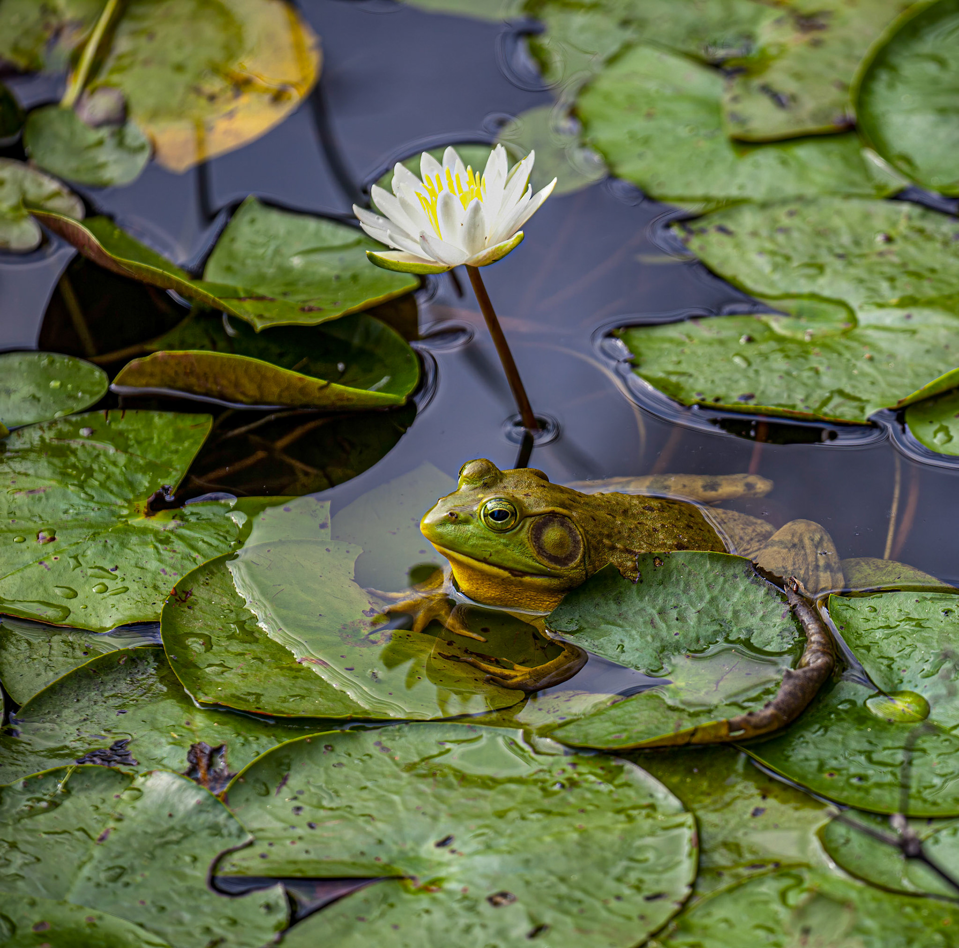 Bull Frog & White Water Lilly